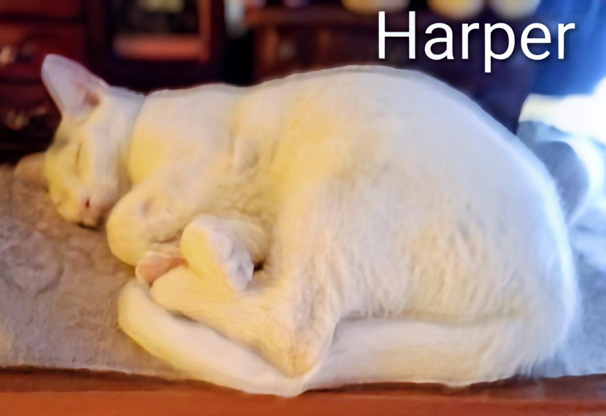 Harper, an adoptable Domestic Short Hair in St Catharines, ON image 3/3