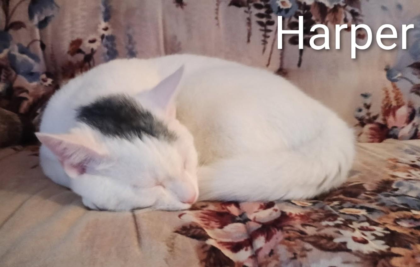 Harper, an adoptable Domestic Short Hair in St Catharines, ON image 2/3