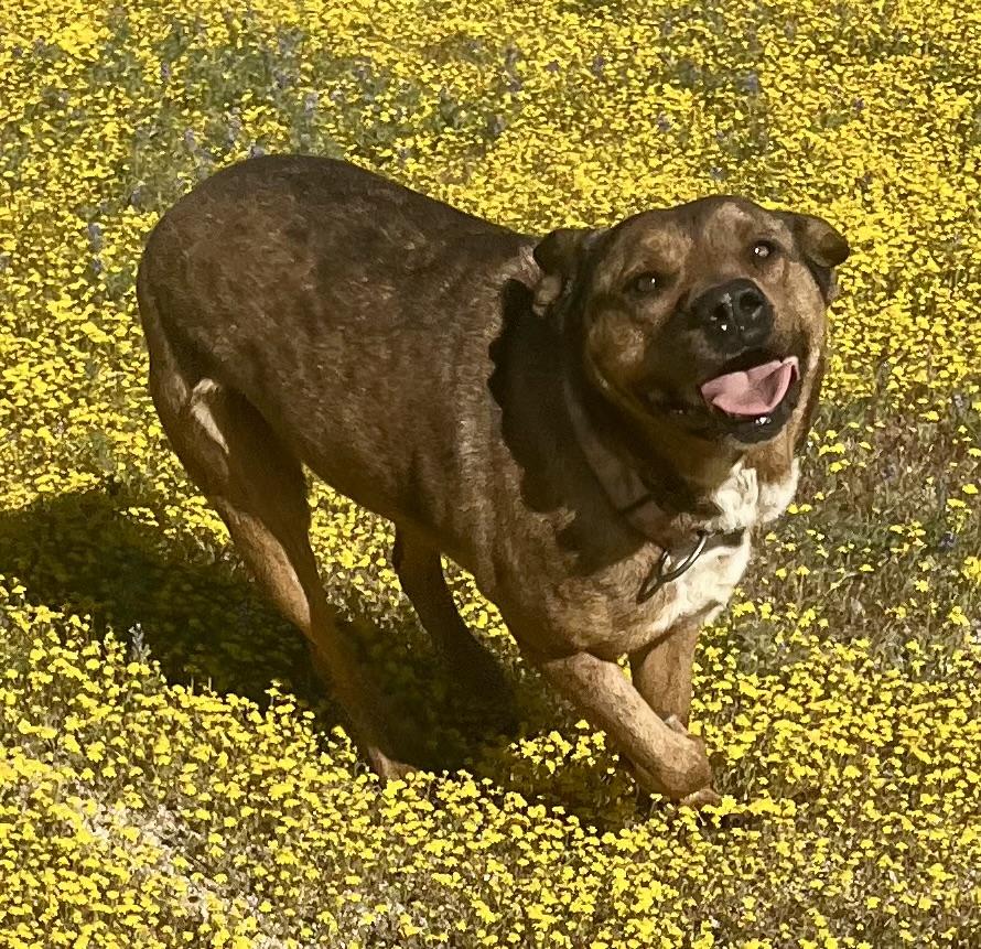 Enlarge Daisy Dukes, a Adoptable mixed breed in Lancaster, CA image 5/6