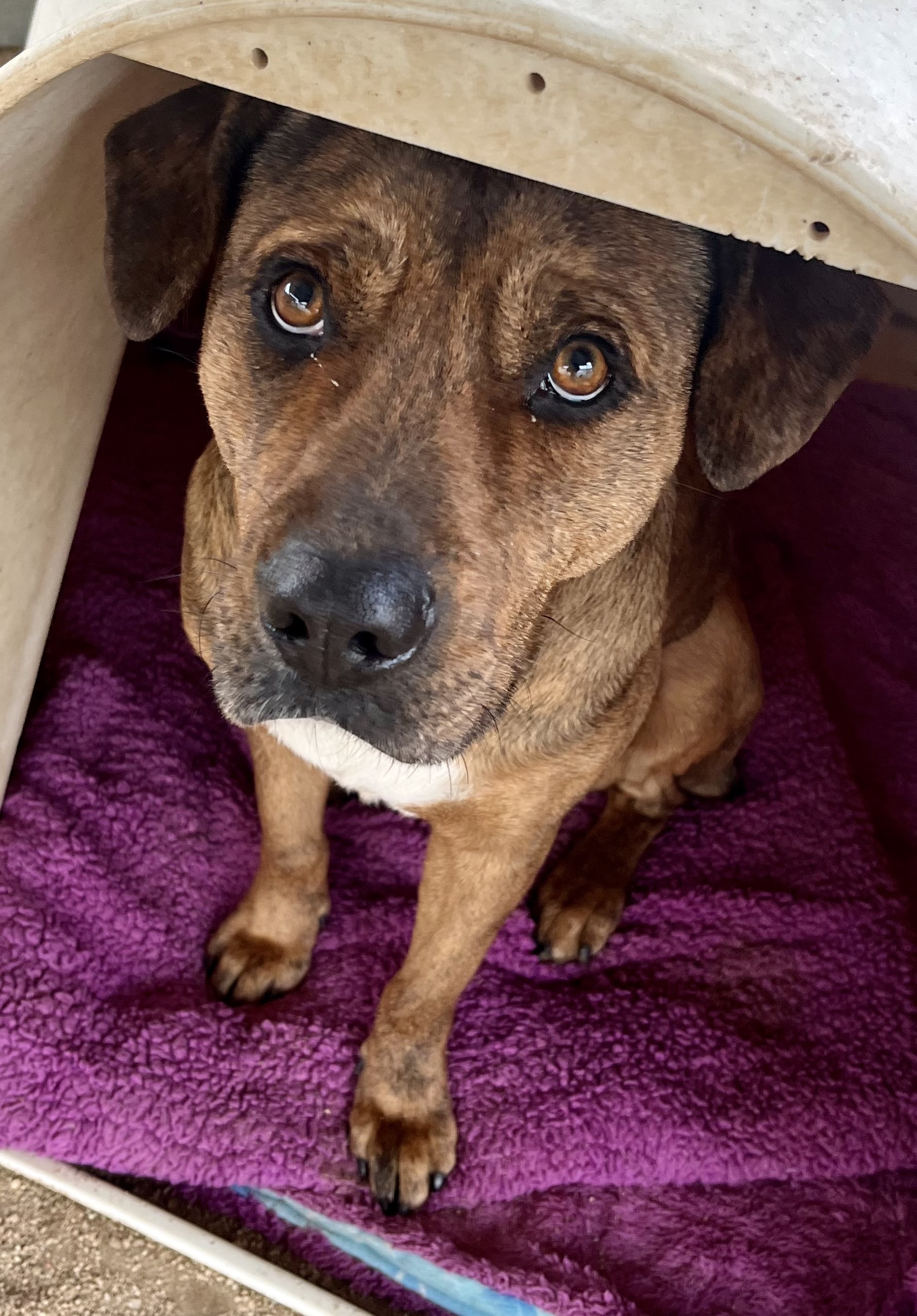 Daisy Dukes, a Adoptable mixed breed in Lancaster, CA image 3/6