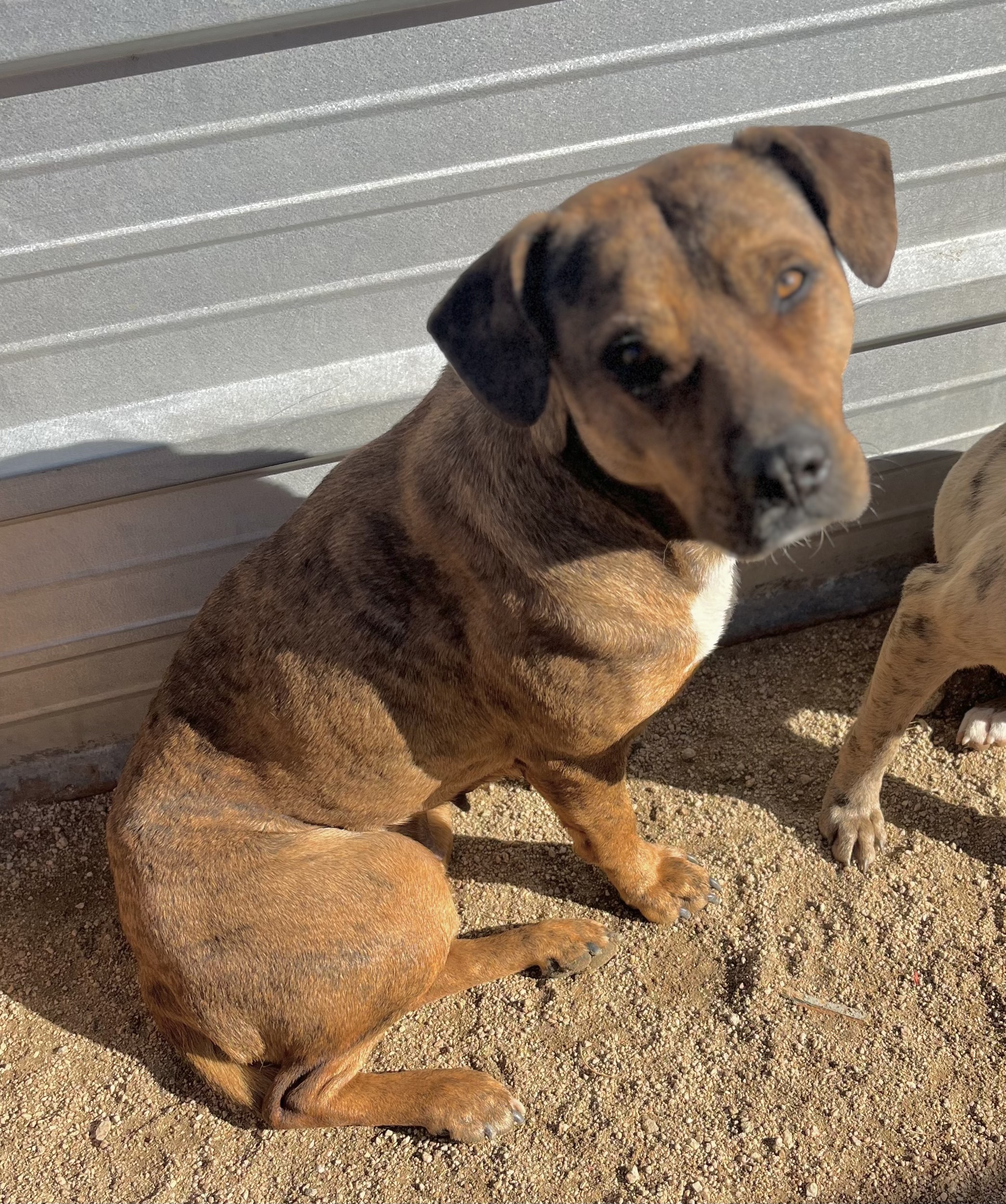 Daisy Dukes, a Adoptable mixed breed in Lancaster, CA image 5/6