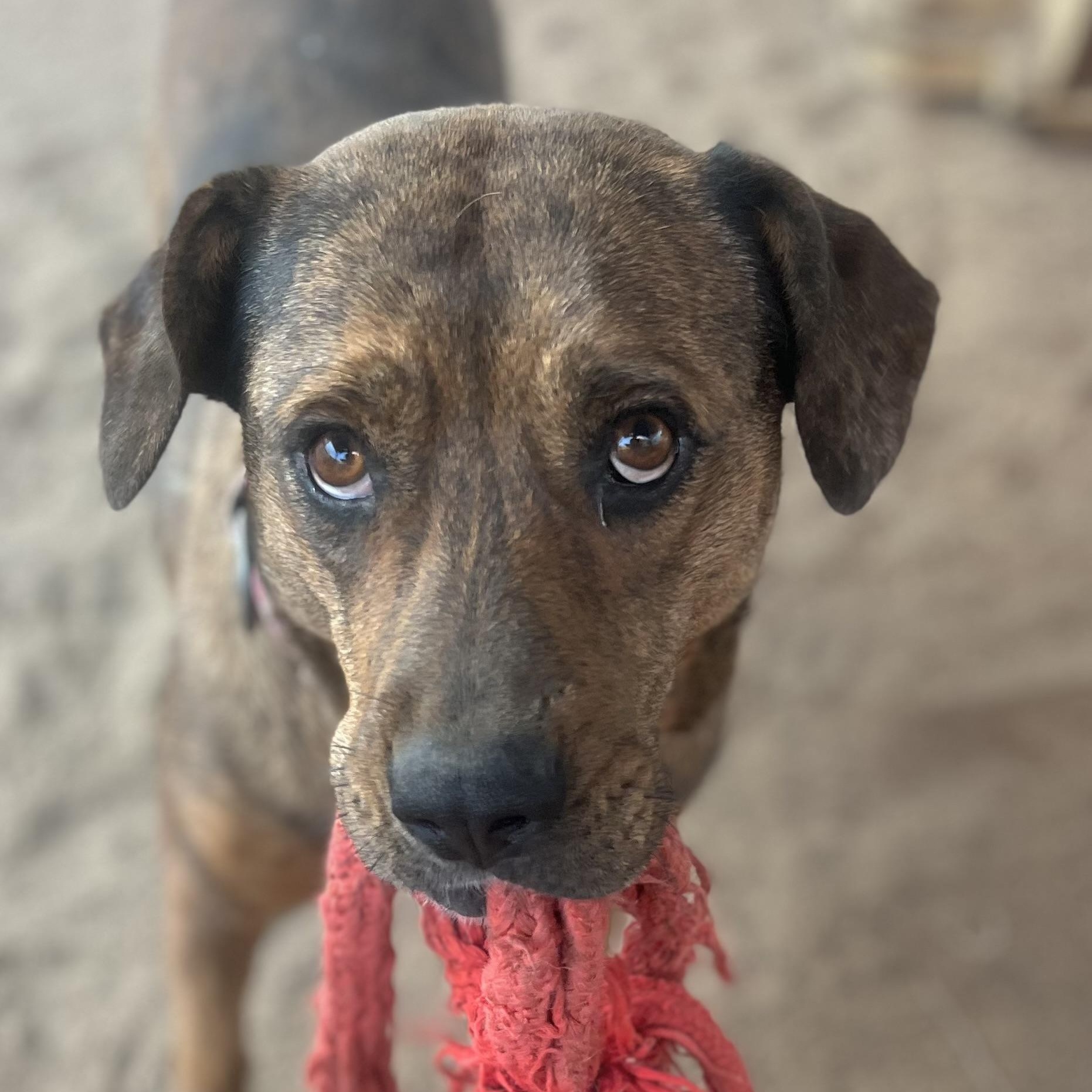 Daisy Dukes, Adoptable, Adult Female Mountain Cur.