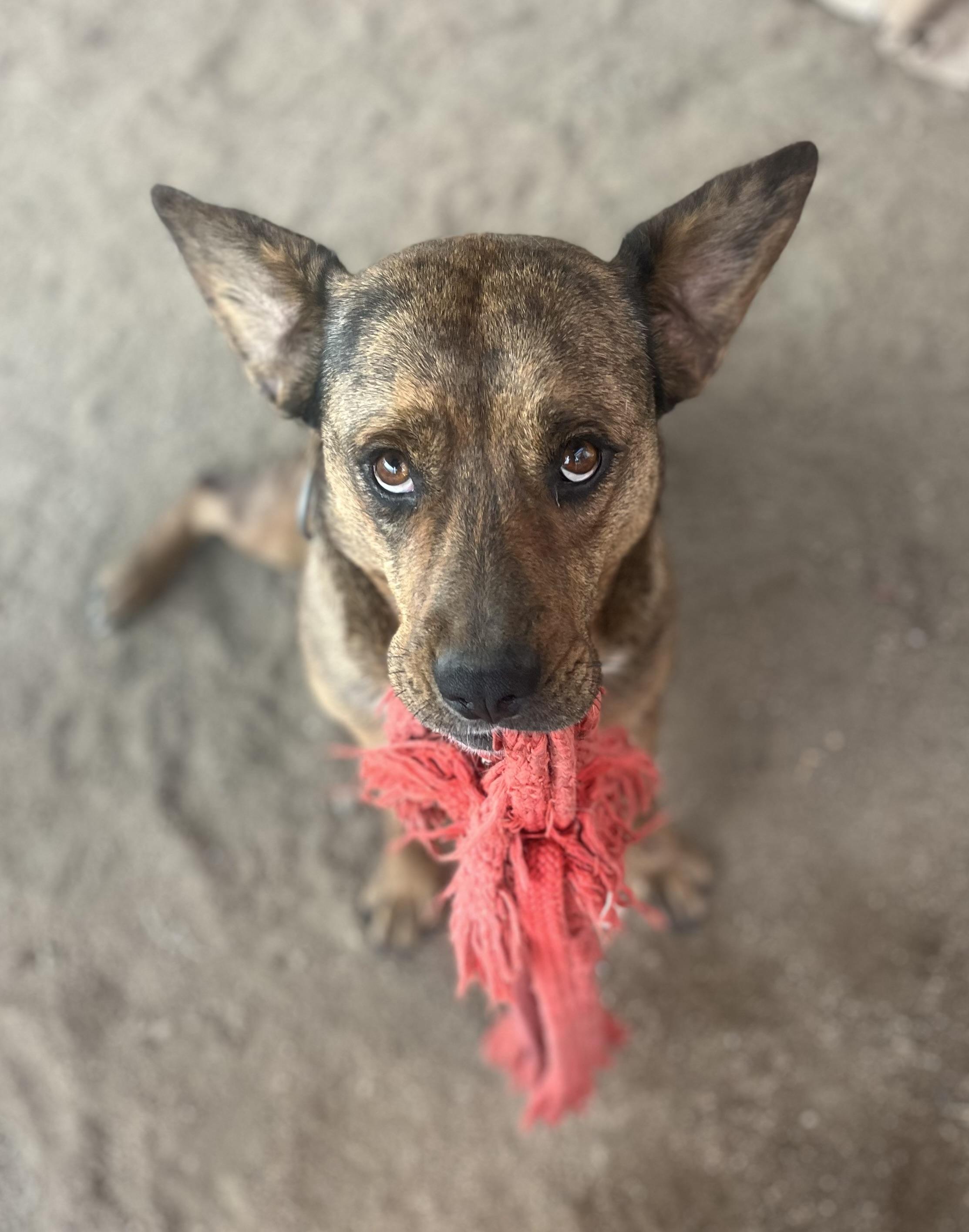 Daisy Dukes, a Adoptable mixed breed in Lancaster, CA image 6/6