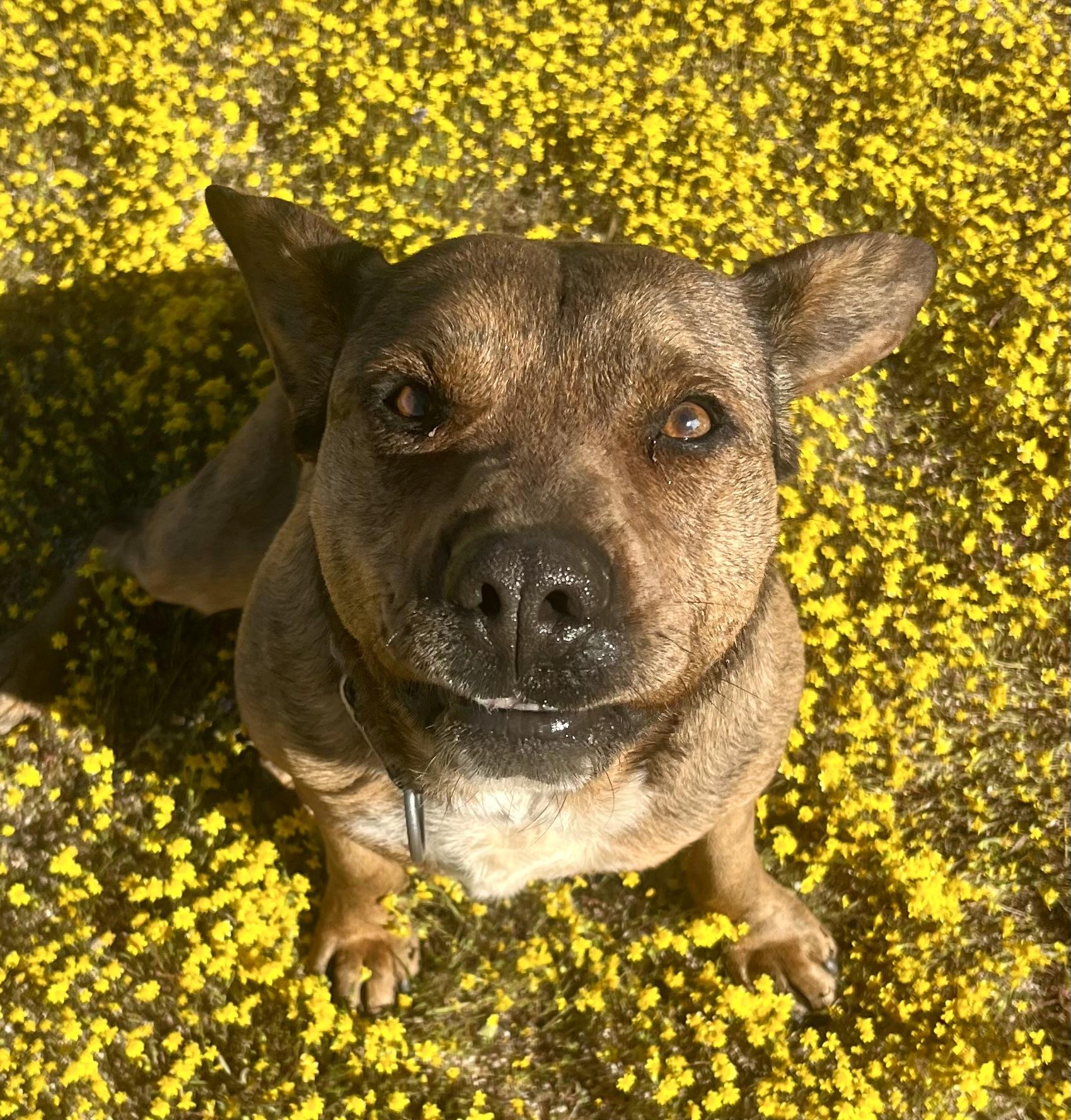 Enlarge Daisy Dukes, a Adoptable mixed breed in Lancaster, CA image 6/6