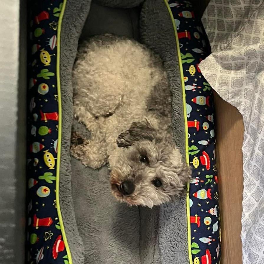 Patrick Star, Adoptable, Adult Male Poodle & Poodle.