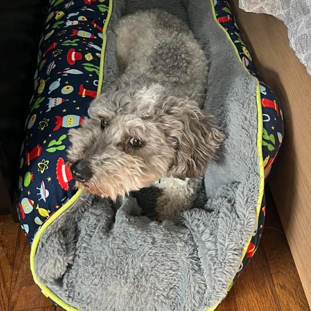 Patrick Star, a Adoptable mixed breed in St. Charles, MO image 2/5