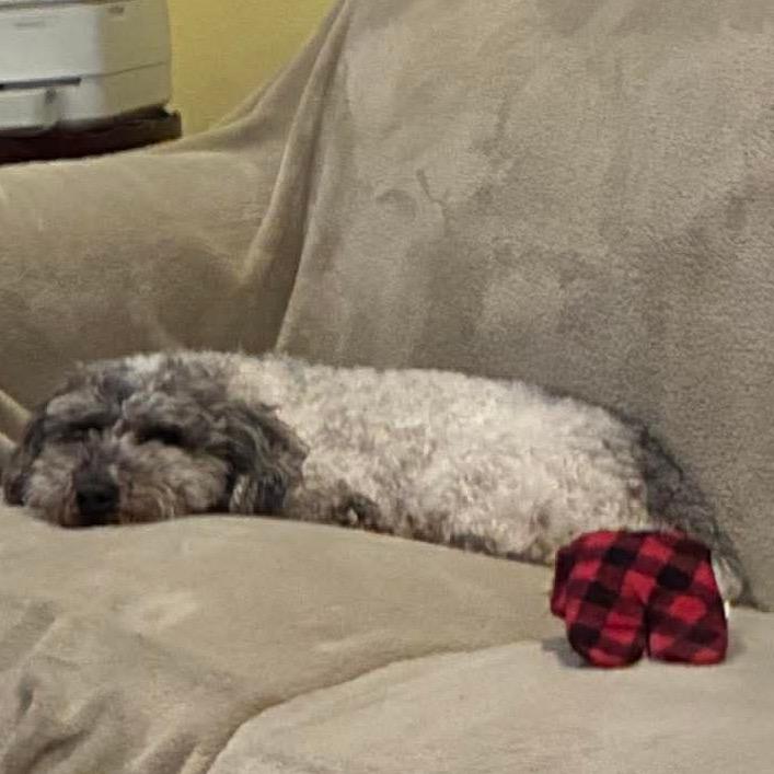 Patrick Star, a Adoptable mixed breed in St. Charles, MO image 3/5