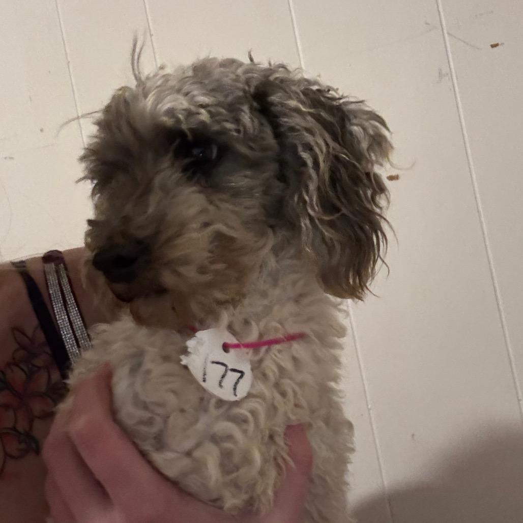 Patrick Star, Adoptable, Adult Male Poodle & Poodle.