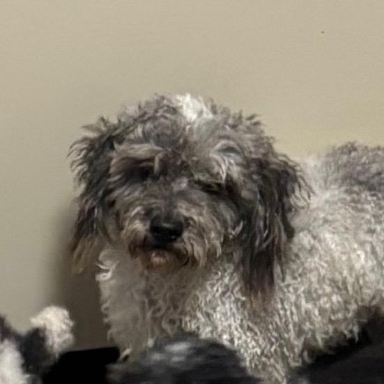 Patrick Star, Adoptable, Adult Male Poodle & Poodle.