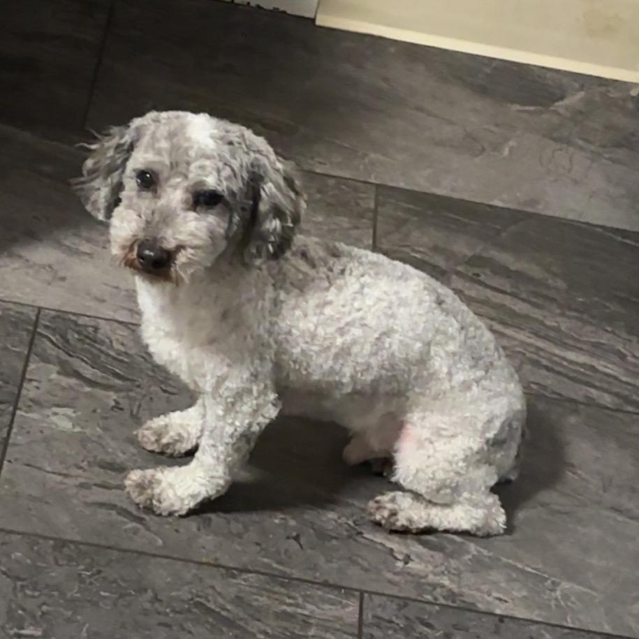 Patrick Star, a Adoptable mixed breed in St. Charles, MO image 5/5