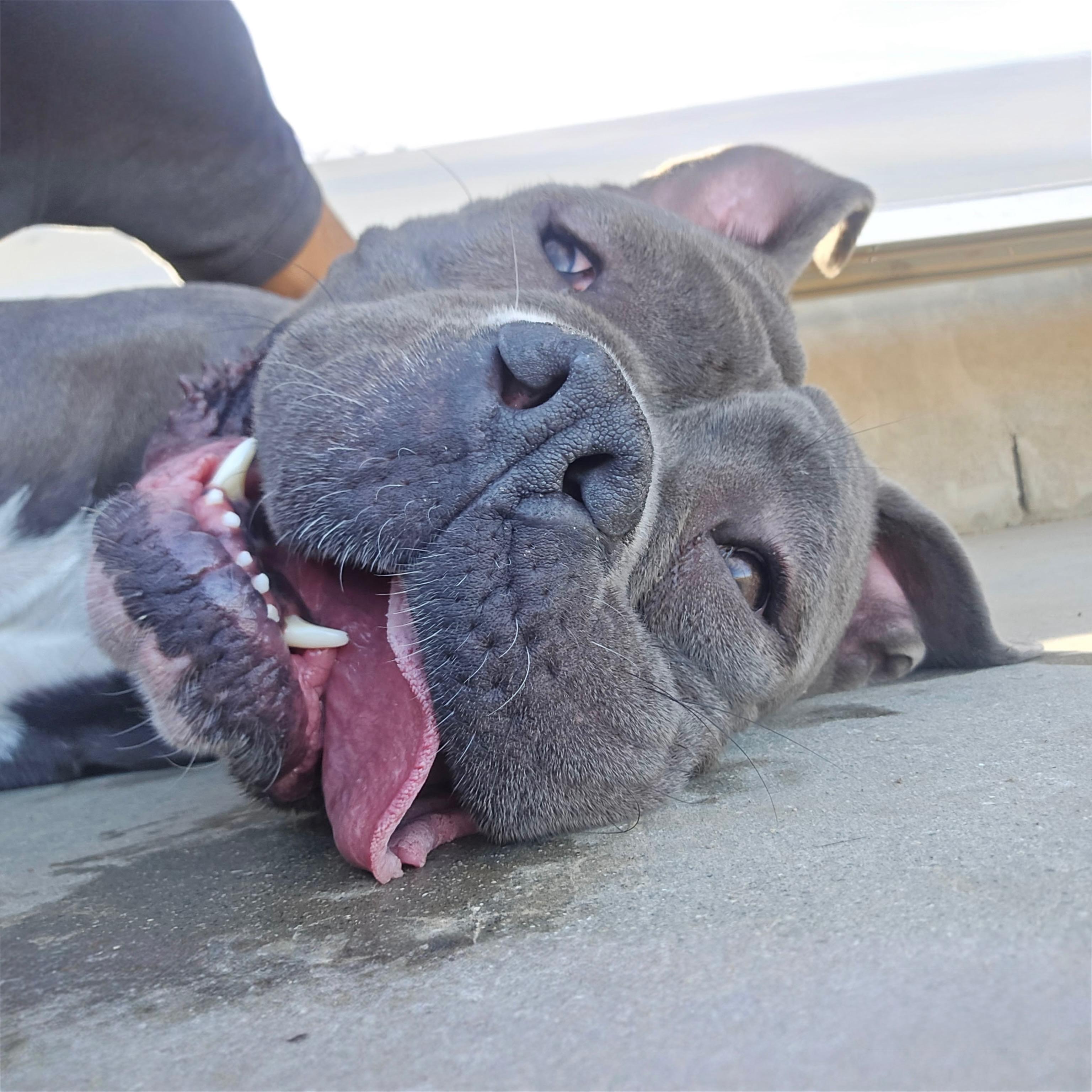 Enlarge Dolly, a ADOPTABLE Pit Bull Terrier in Yucaipa, CA image 1/4