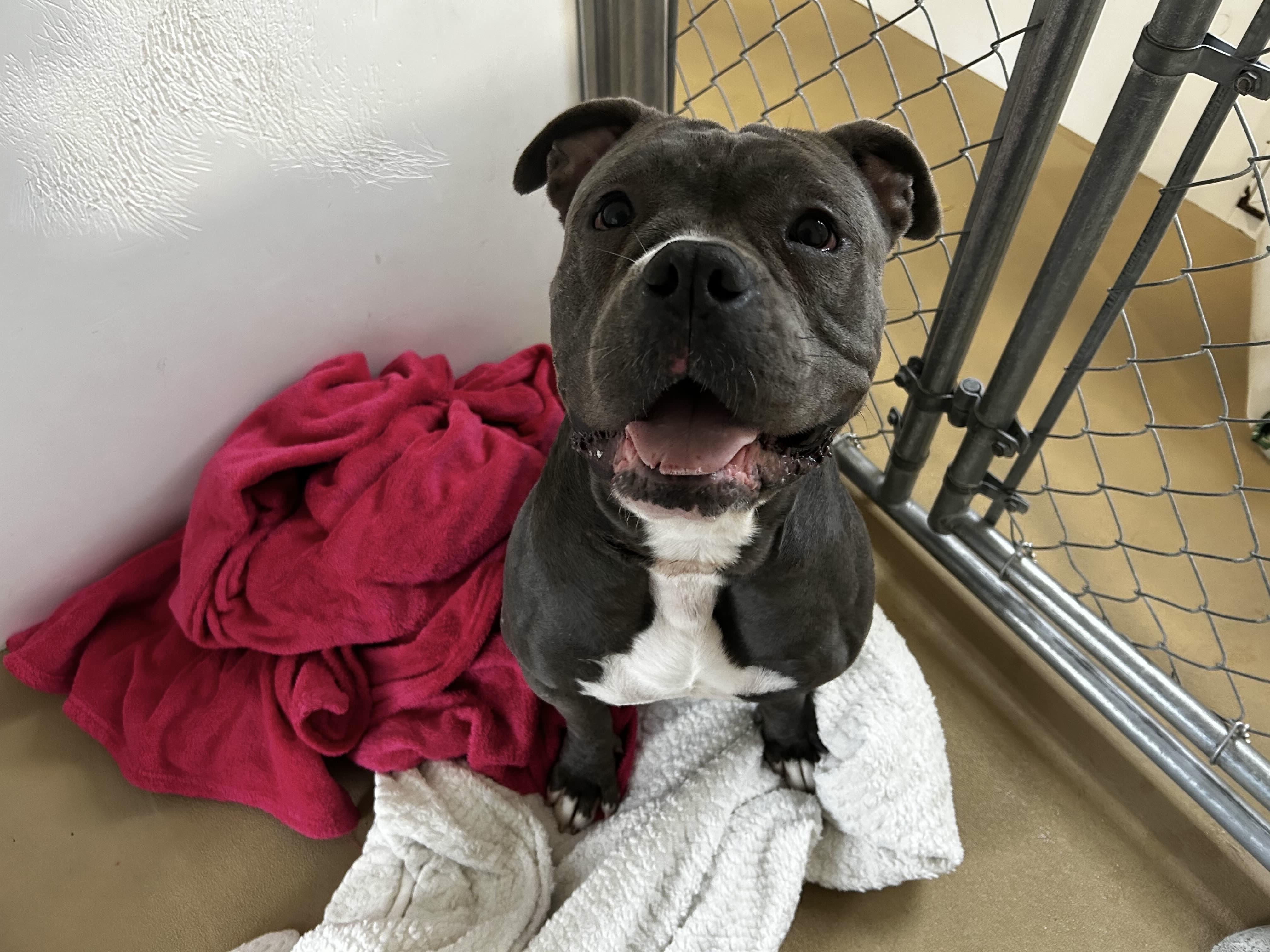 Dolly, ADOPTABLE, Young Female Pit Bull Terrier.