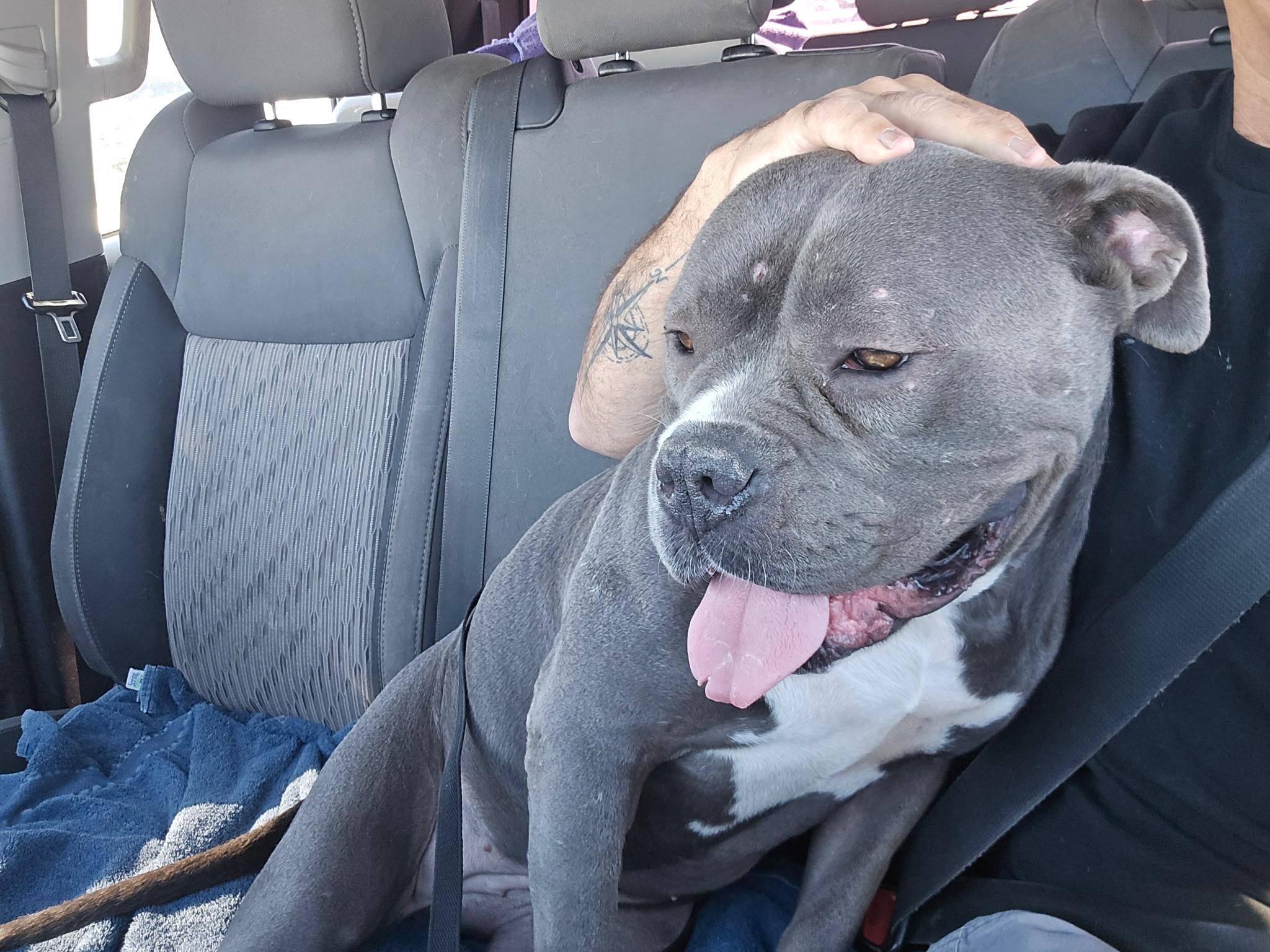 Enlarge Dolly, a ADOPTABLE Pit Bull Terrier in Yucaipa, CA image 3/4