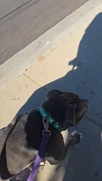 Enlarge Dolly, a ADOPTABLE Pit Bull Terrier in Yucaipa, CA video 4/4