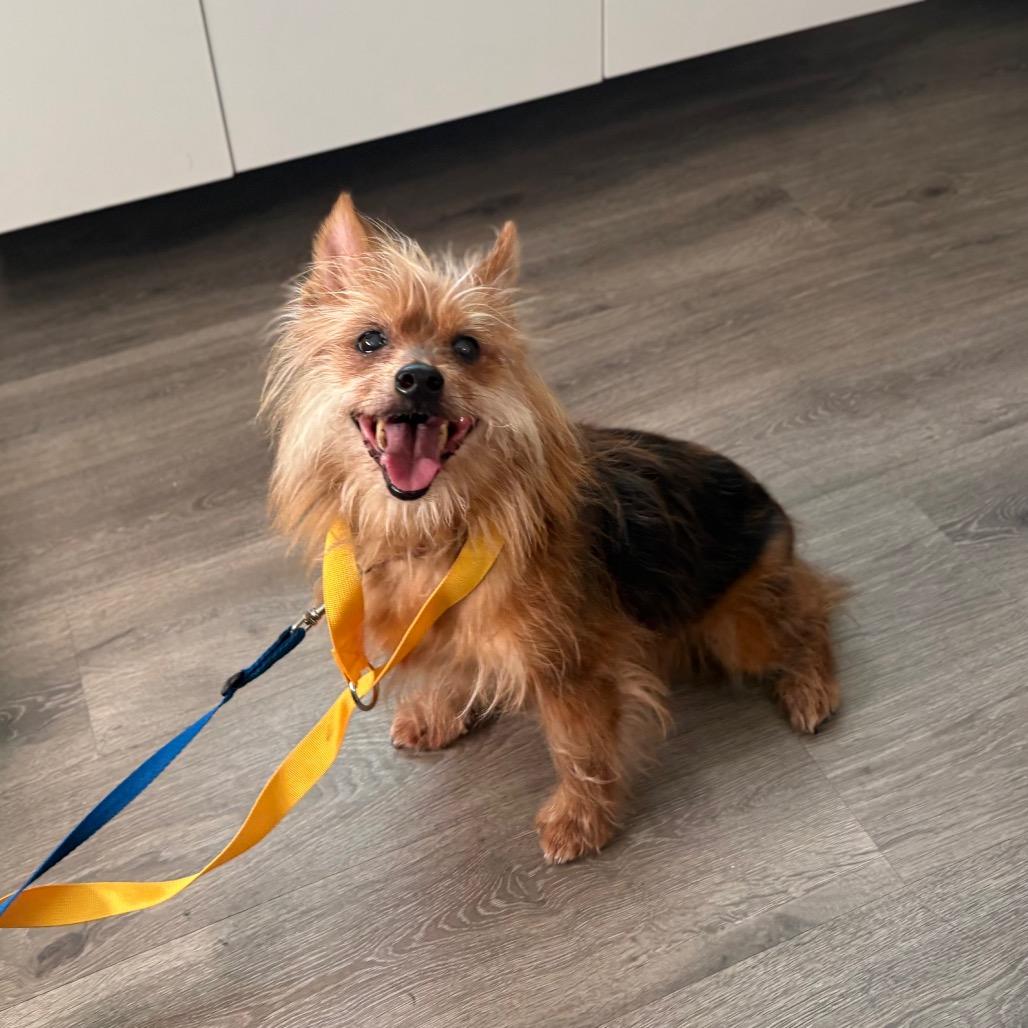 Teddy, Adoptable, Senior Male Yorkshire Terrier & Wirehaired Terrier.