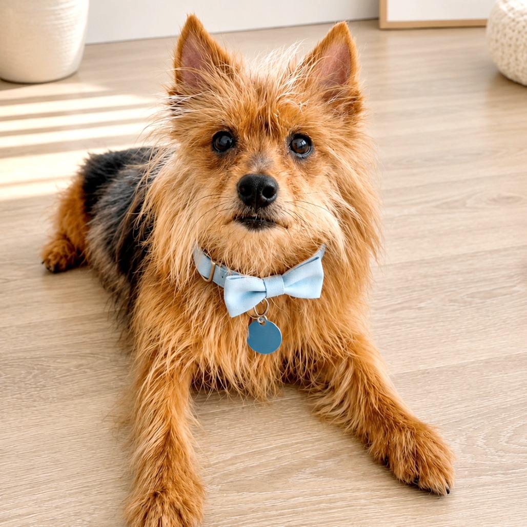 Enlarge Teddy, a Adoptable mixed breed in Tampa, FL image 2/6