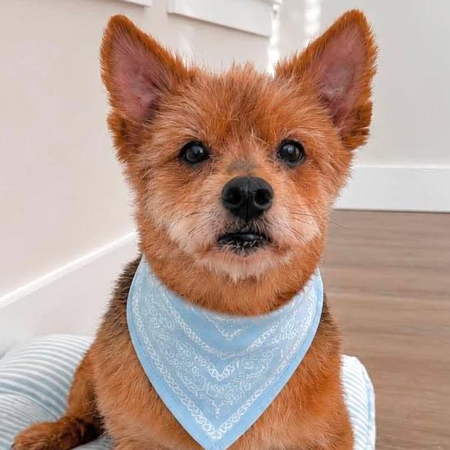 Enlarge Teddy, a Adoptable mixed breed in Tampa, FL image 3/6