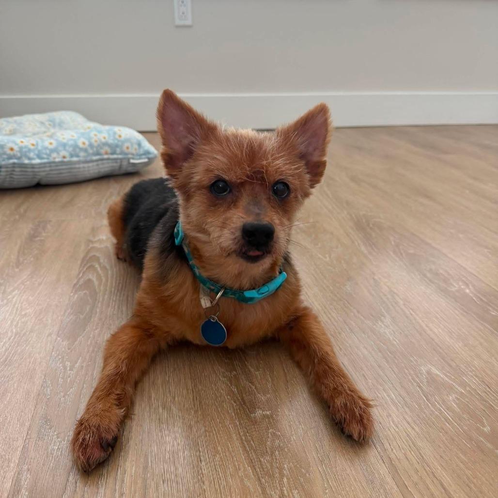Enlarge Teddy, a Adoptable mixed breed in Tampa, FL image 4/6