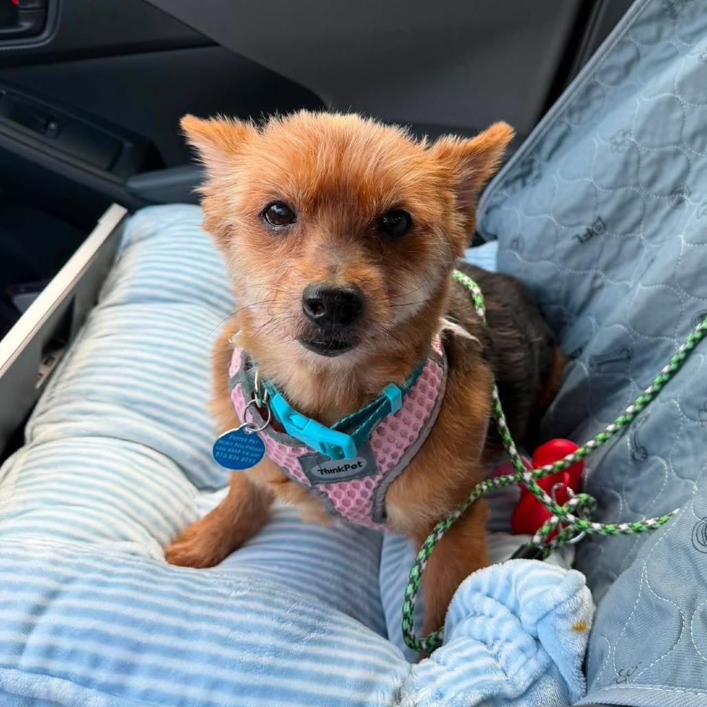 Enlarge Teddy, a Adoptable mixed breed in Tampa, FL image 5/6