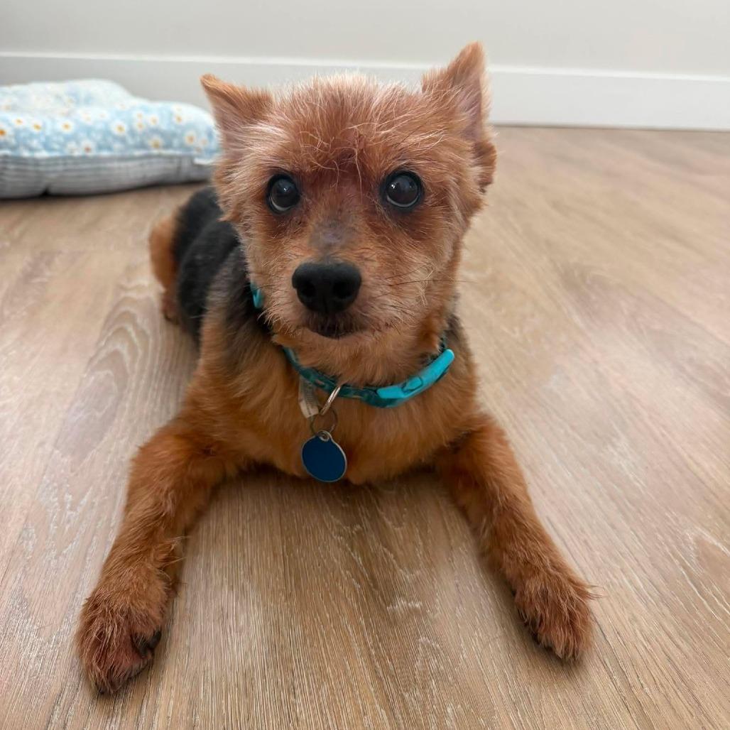 Enlarge Teddy, a Adoptable mixed breed in Tampa, FL image 6/6