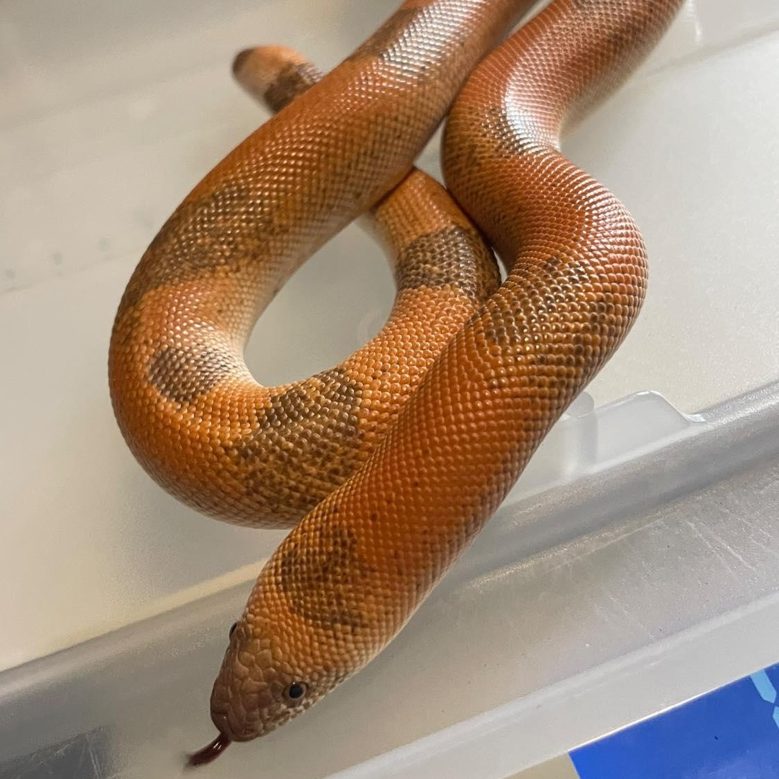 Enlarge Heimerdinger, an adoptable Boa in Durham, NC image 2/2