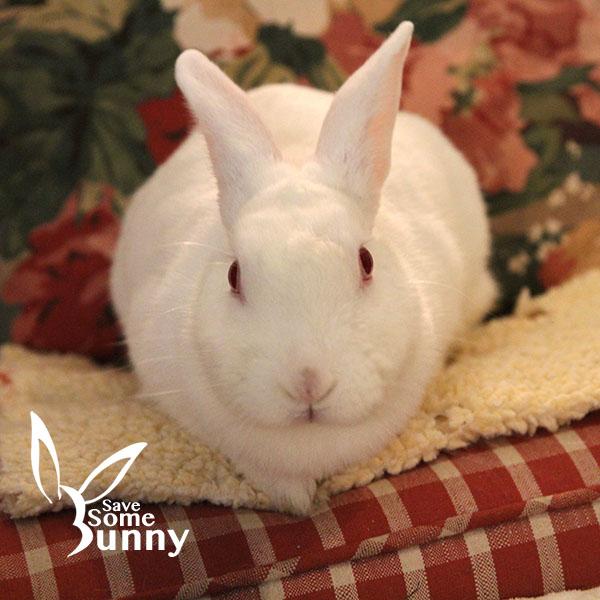 Blanca, Adoptable, Adult Female New Zealand.