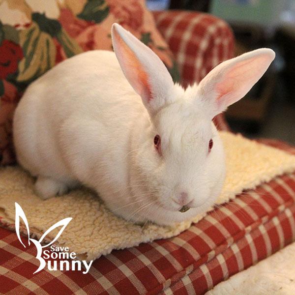 Blanca, a Adoptable New Zealand in Santa Ana, CA image 2/6