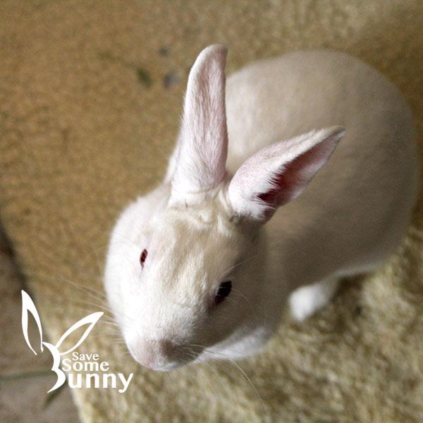 Blanca, a Adoptable New Zealand in Santa Ana, CA image 3/6