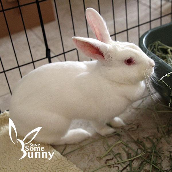 Blanca, a Adoptable New Zealand in Santa Ana, CA image 4/6