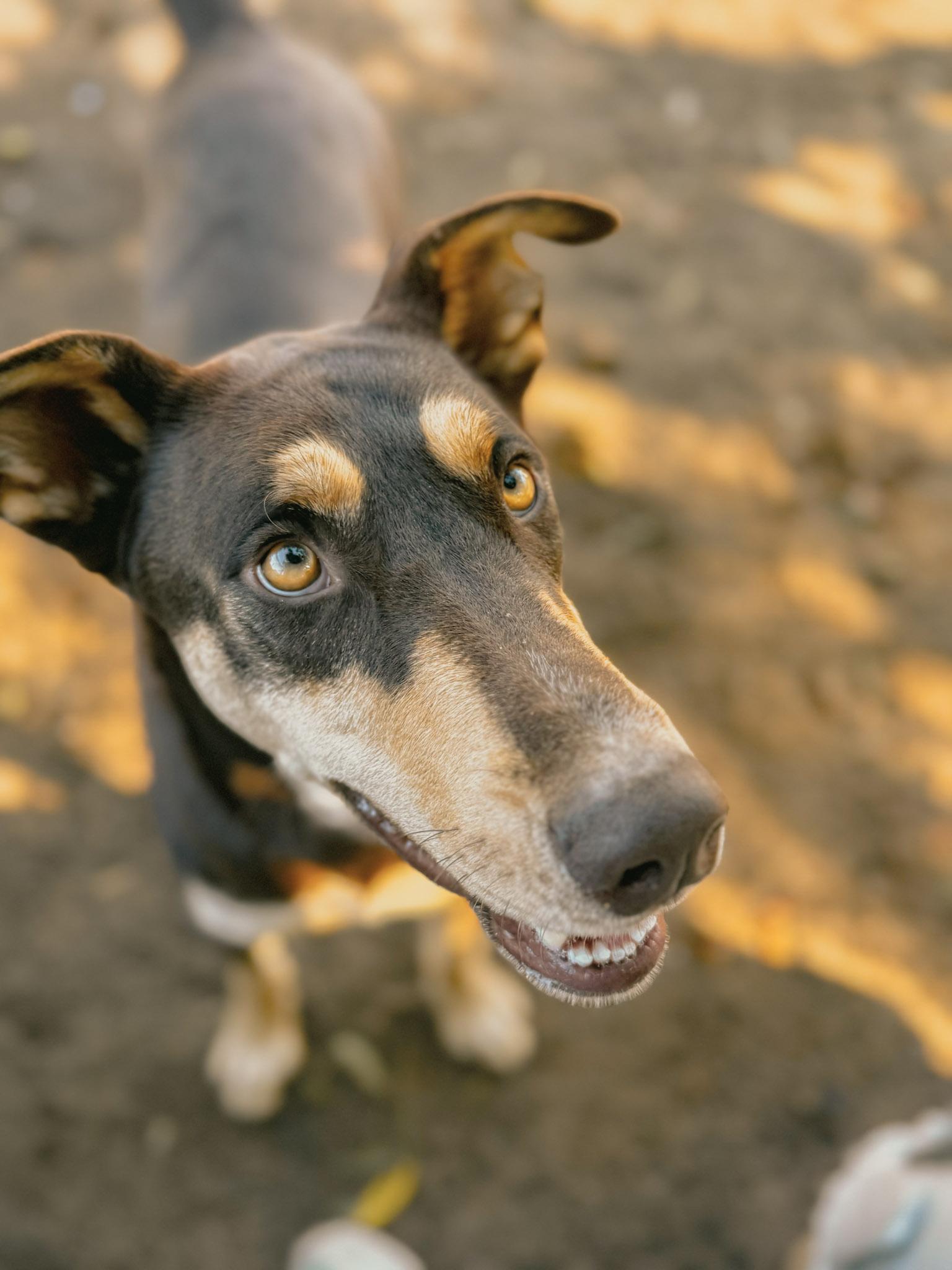 DAKOTA, a Adoptable mixed breed in Fresno, CA image 5/6