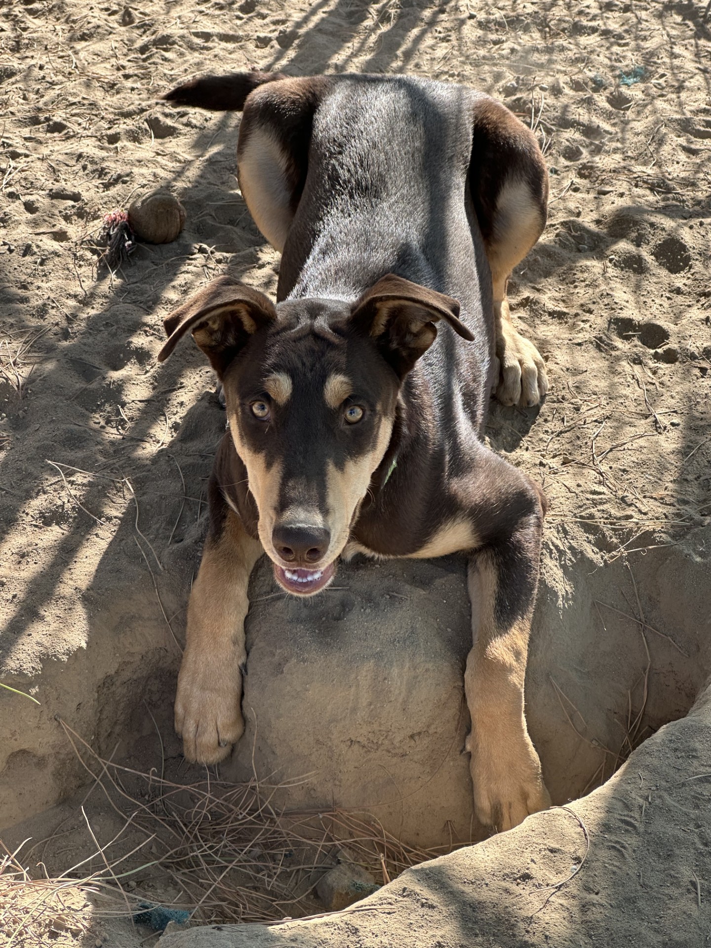 DAKOTA, Adult Male Doberman Pinscher