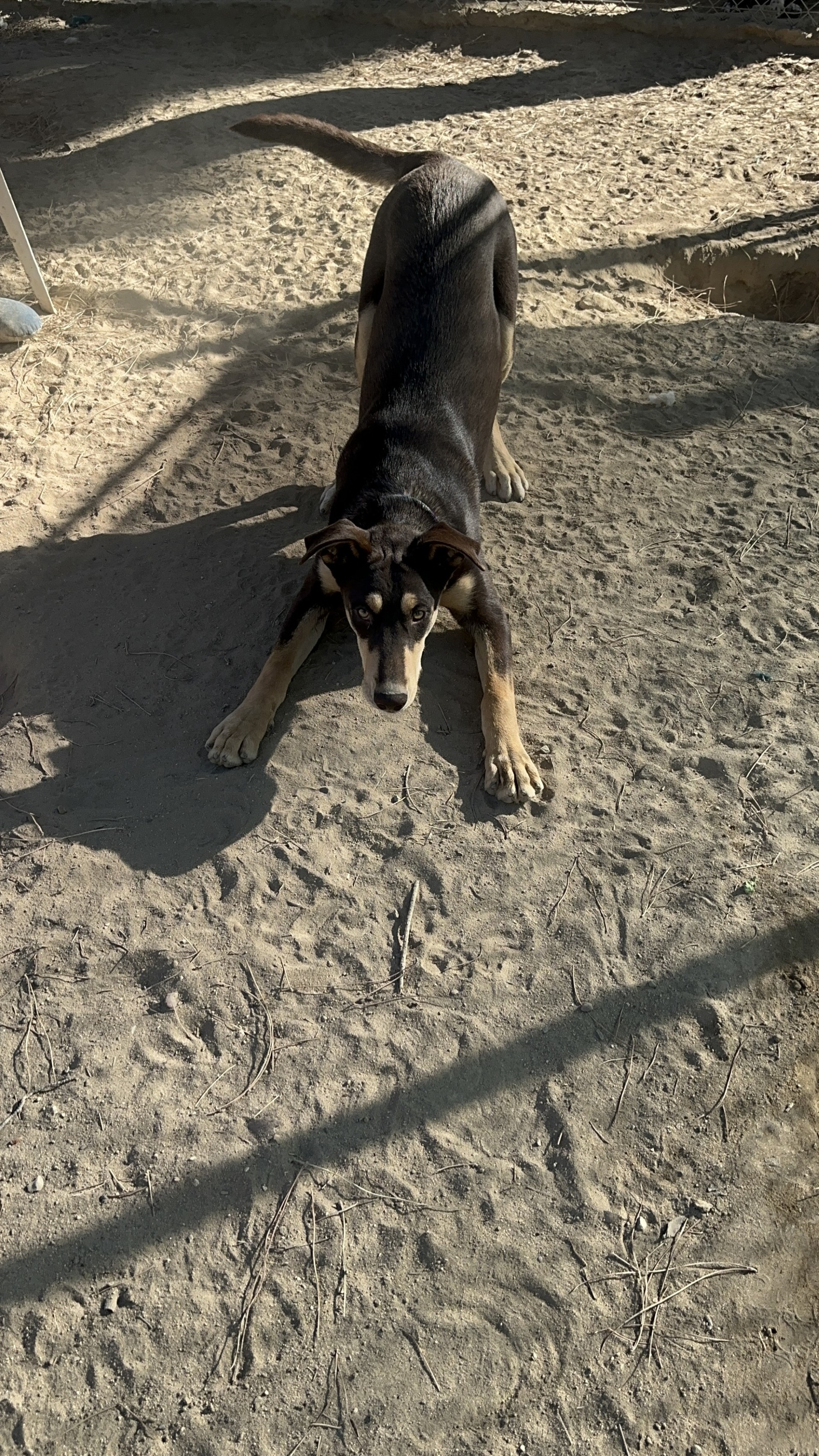 DAKOTA photo 3