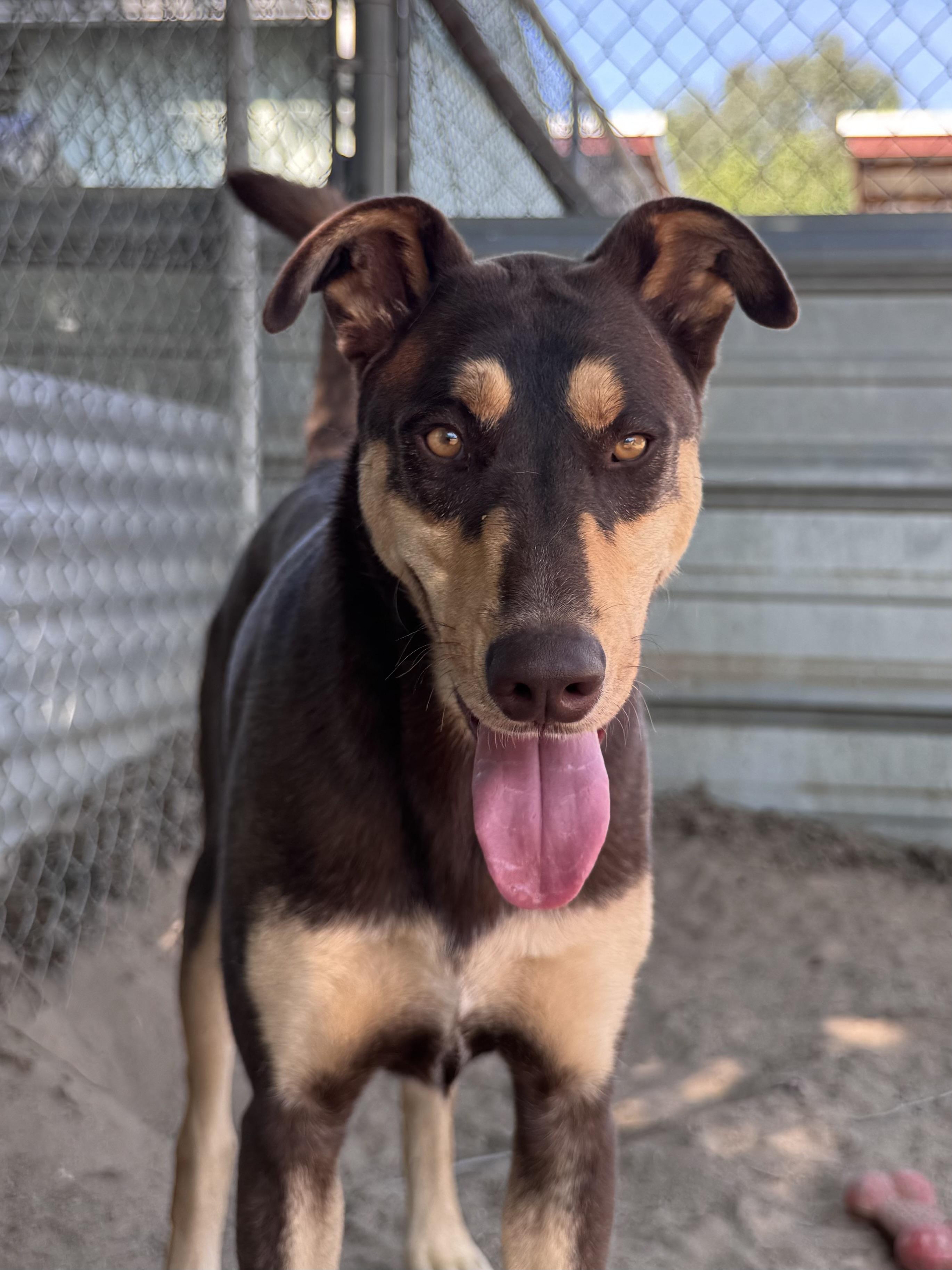DAKOTA, a Adoptable mixed breed in Fresno, CA image 3/6