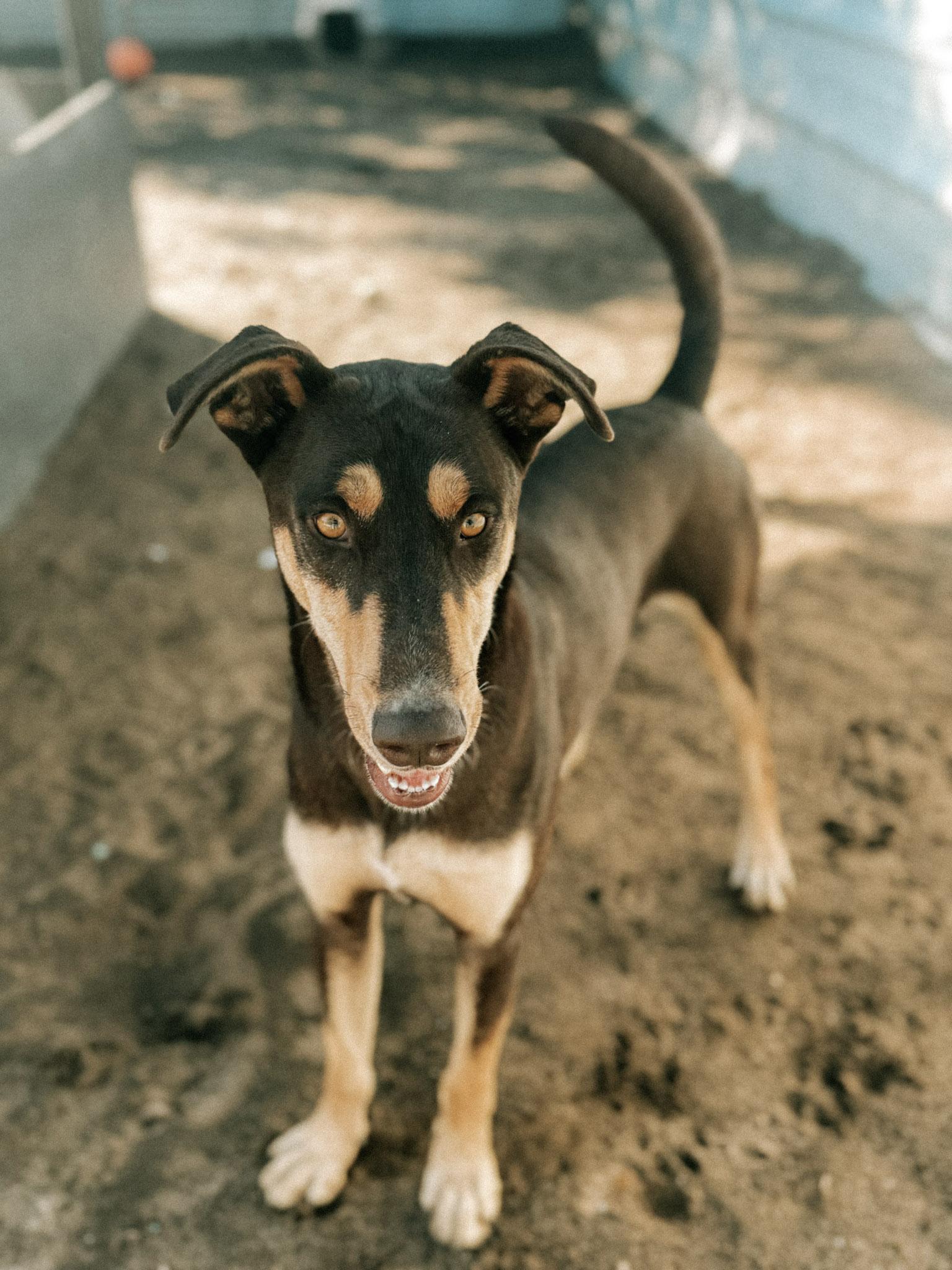 DAKOTA, a Adoptable mixed breed in Fresno, CA image 6/6