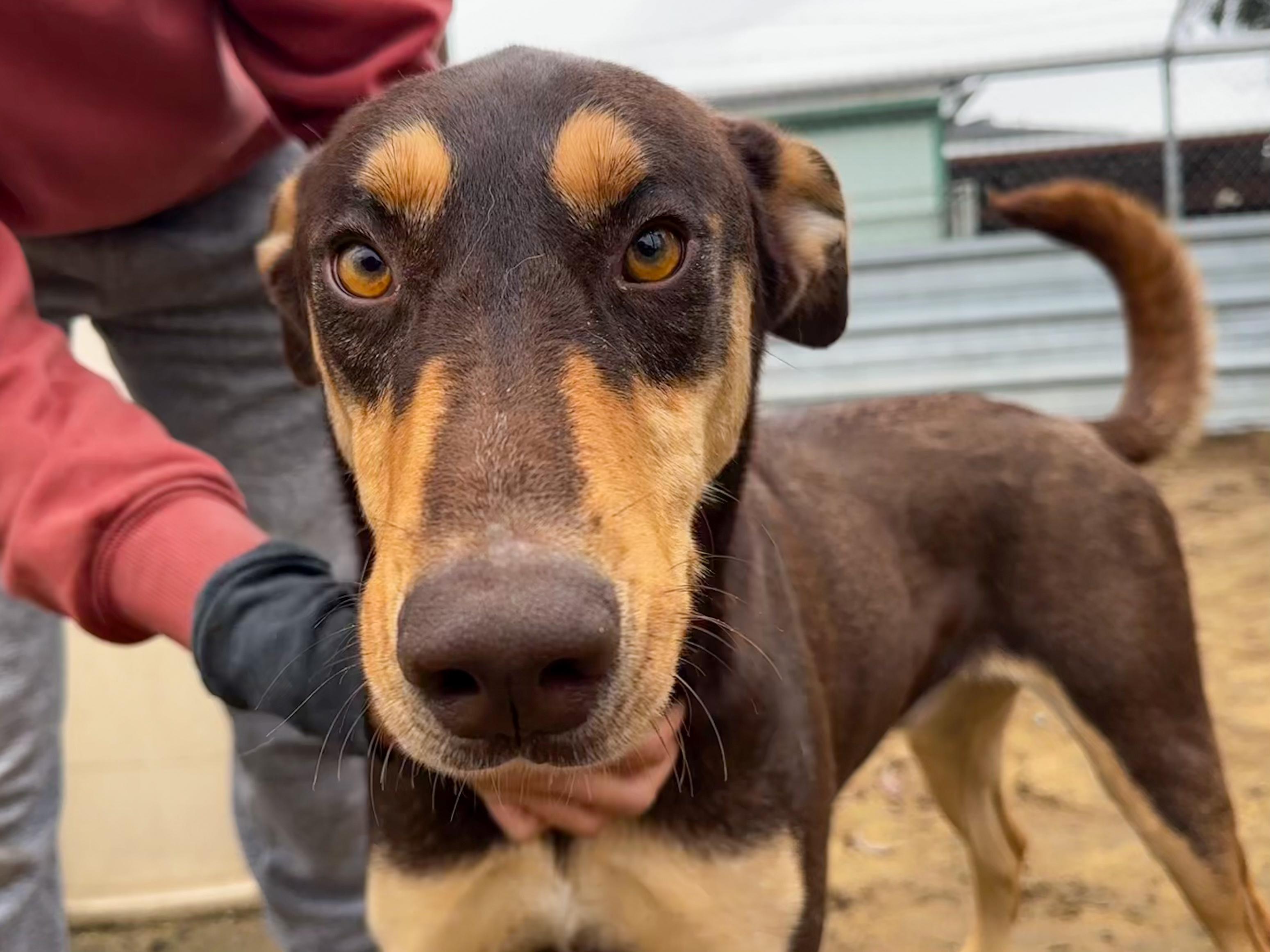 Enlarge DAKOTA, a Adoptable mixed breed in Fresno, CA image 1/5