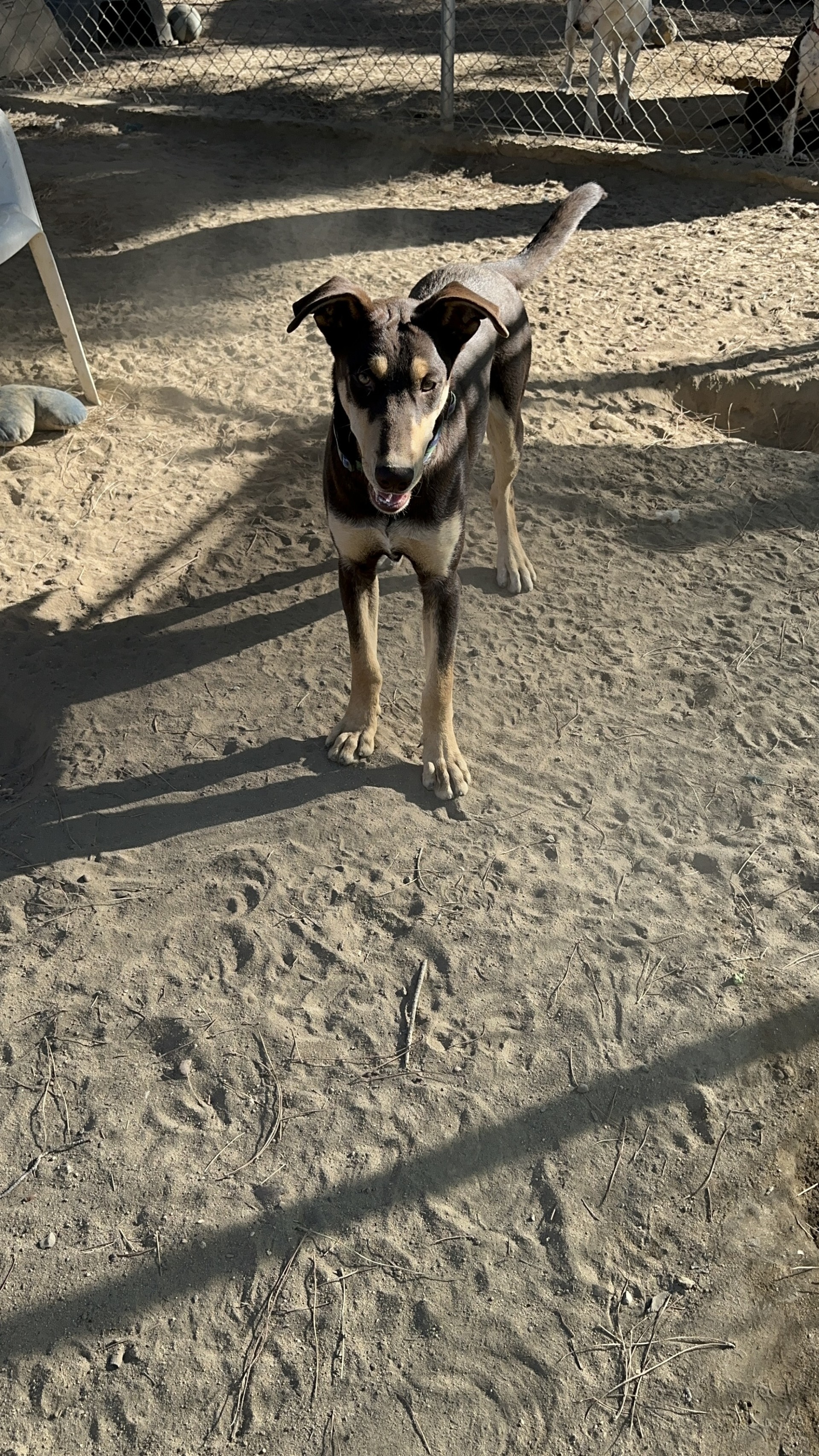 DAKOTA photo 5