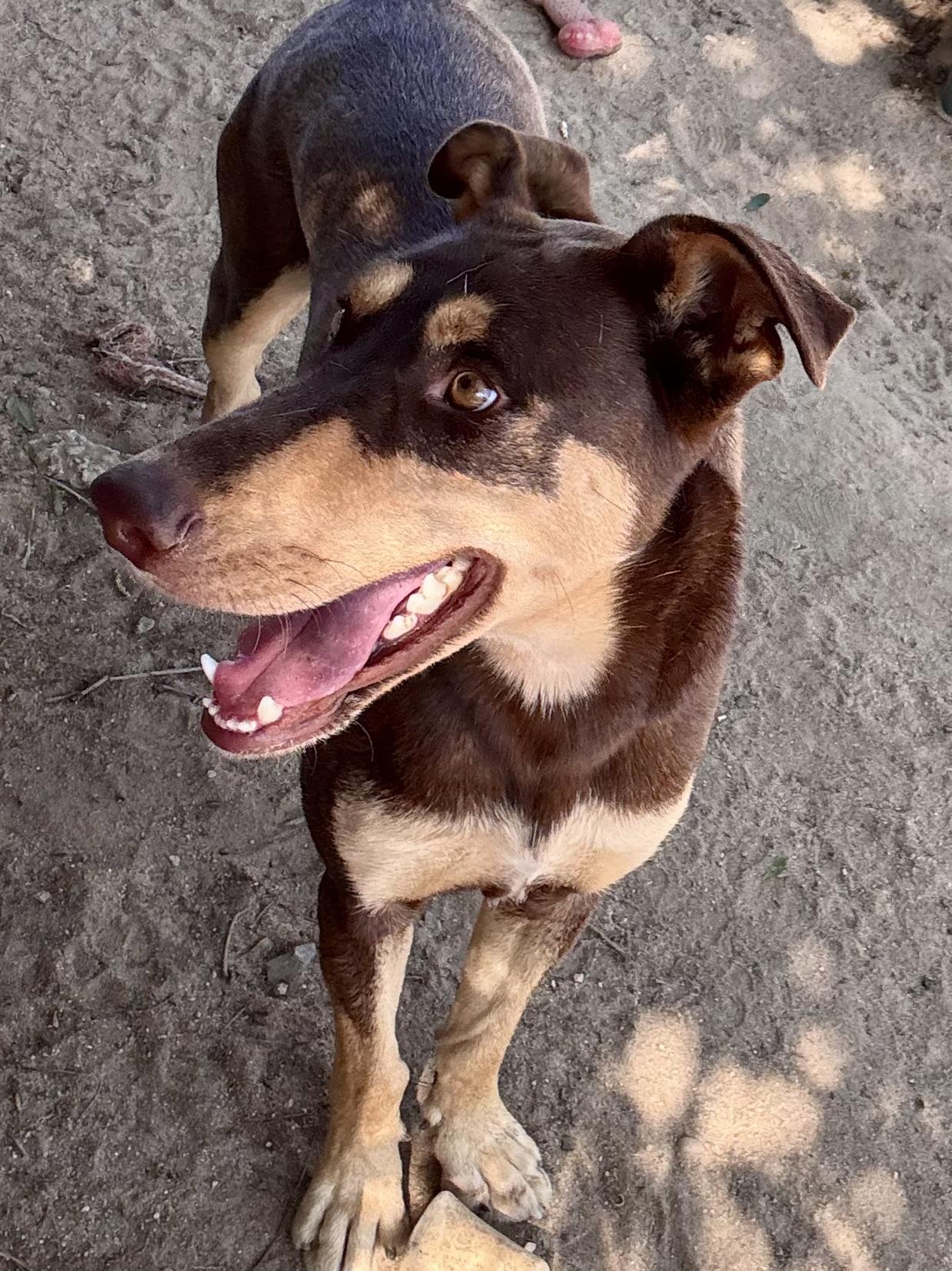 DAKOTA, a Adoptable mixed breed in Fresno, CA image 6/6