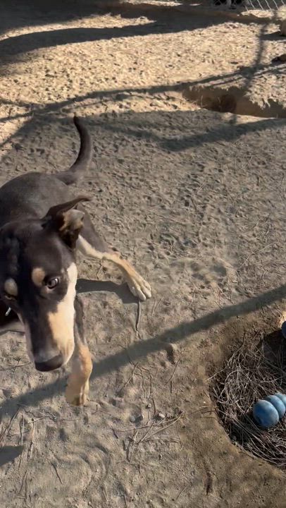 Enlarge DAKOTA, a Adoptable mixed breed in Fresno, CA video 4/6