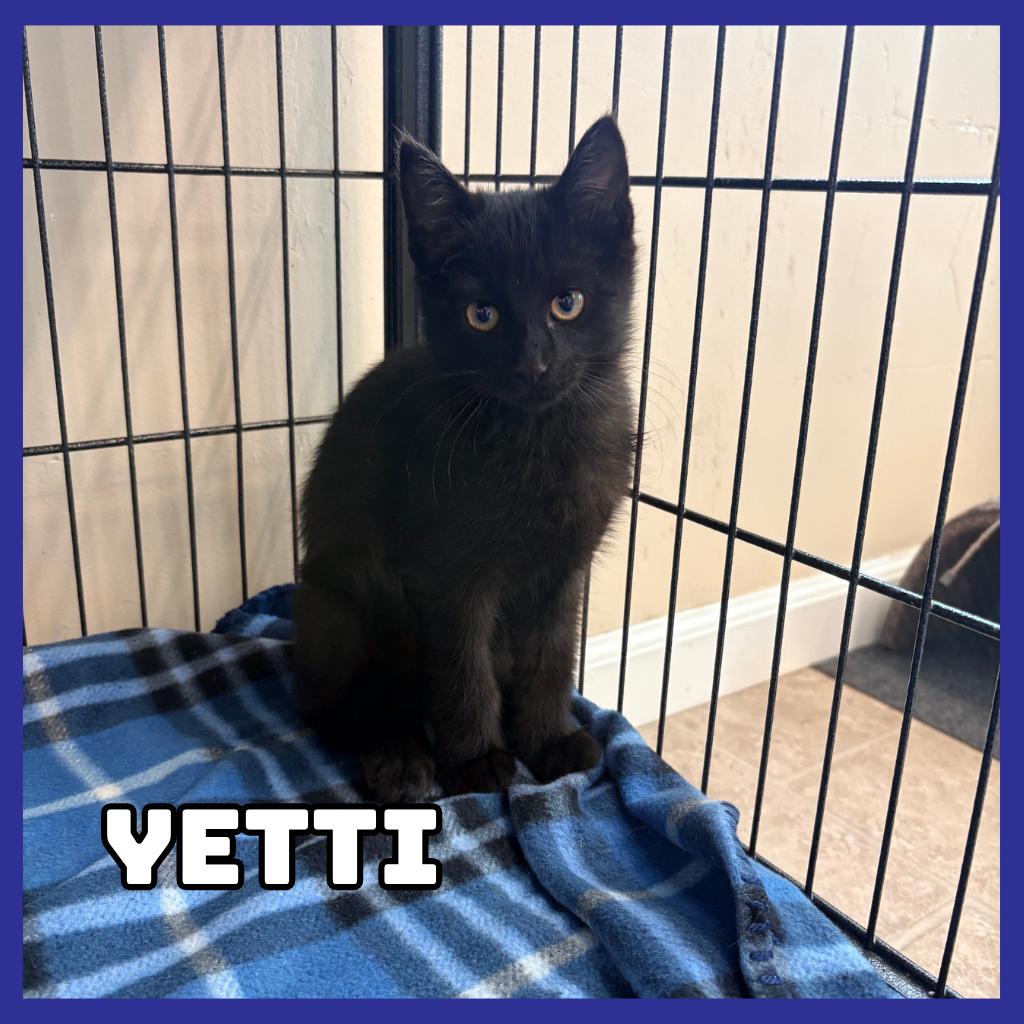 Enlarge Yetti, a Adoptable Domestic Short Hair in Glenwood, MN image 1/1