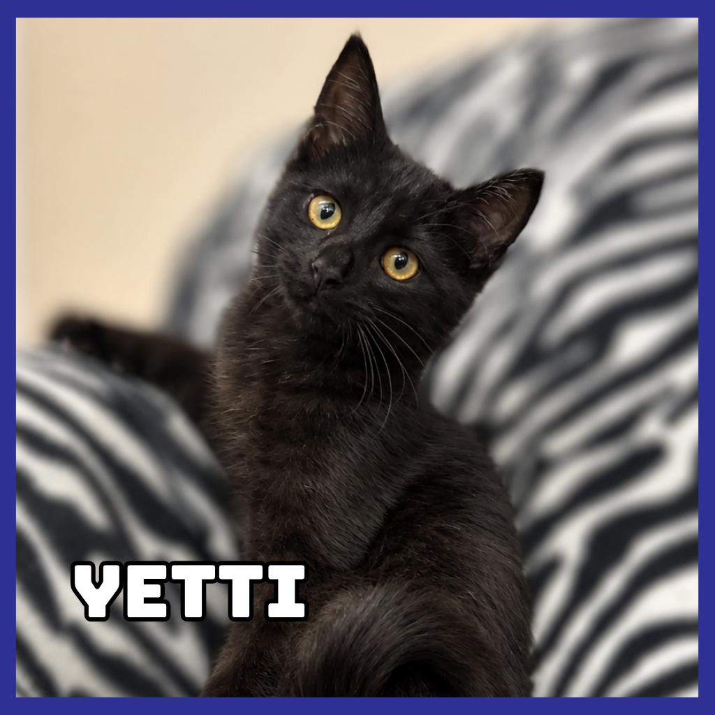 Yetti, Adoptable, Kitten Male Domestic Short Hair.