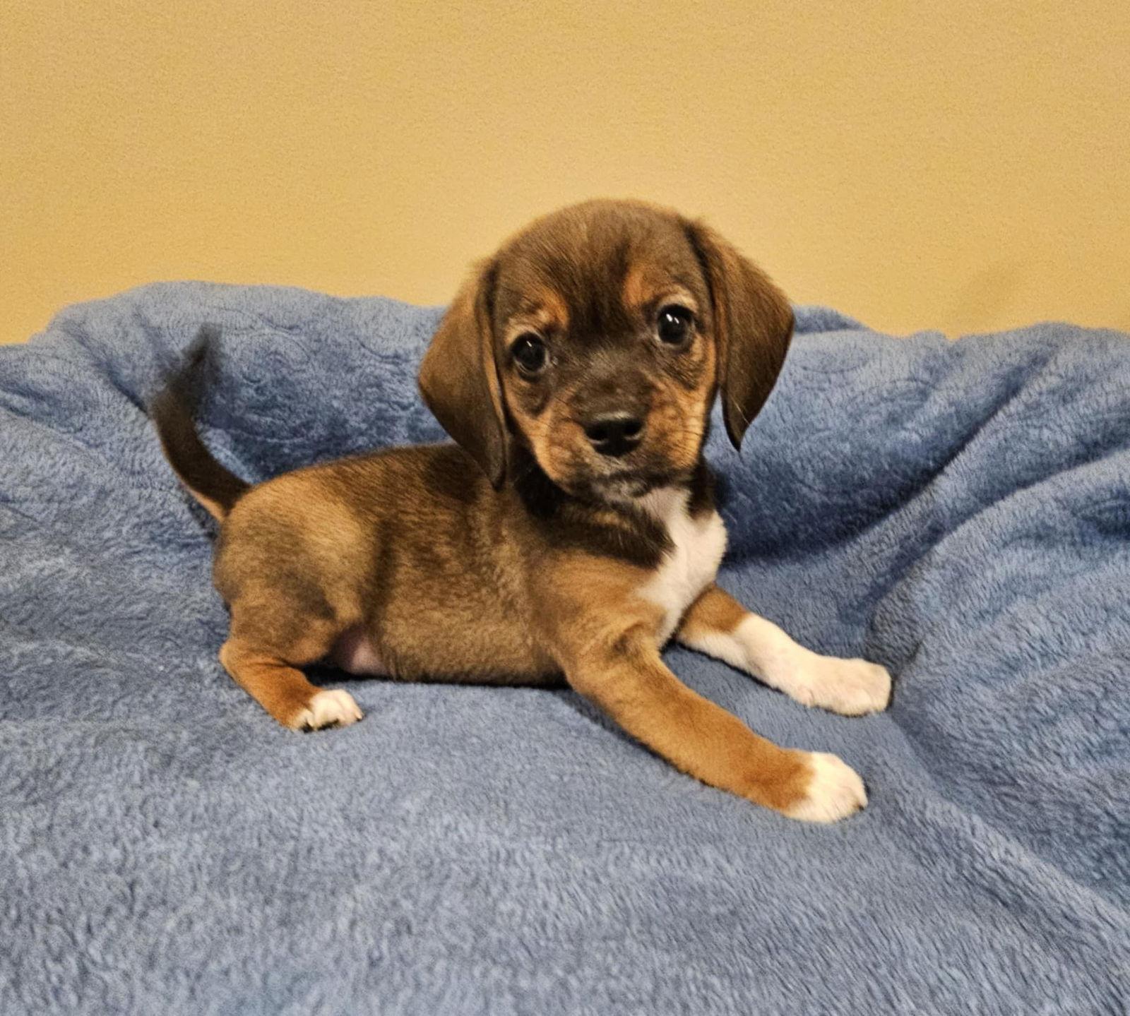 Ice Cream Litter - Moose Tracks Male, Adopted, Puppy Male Mixed Breed.