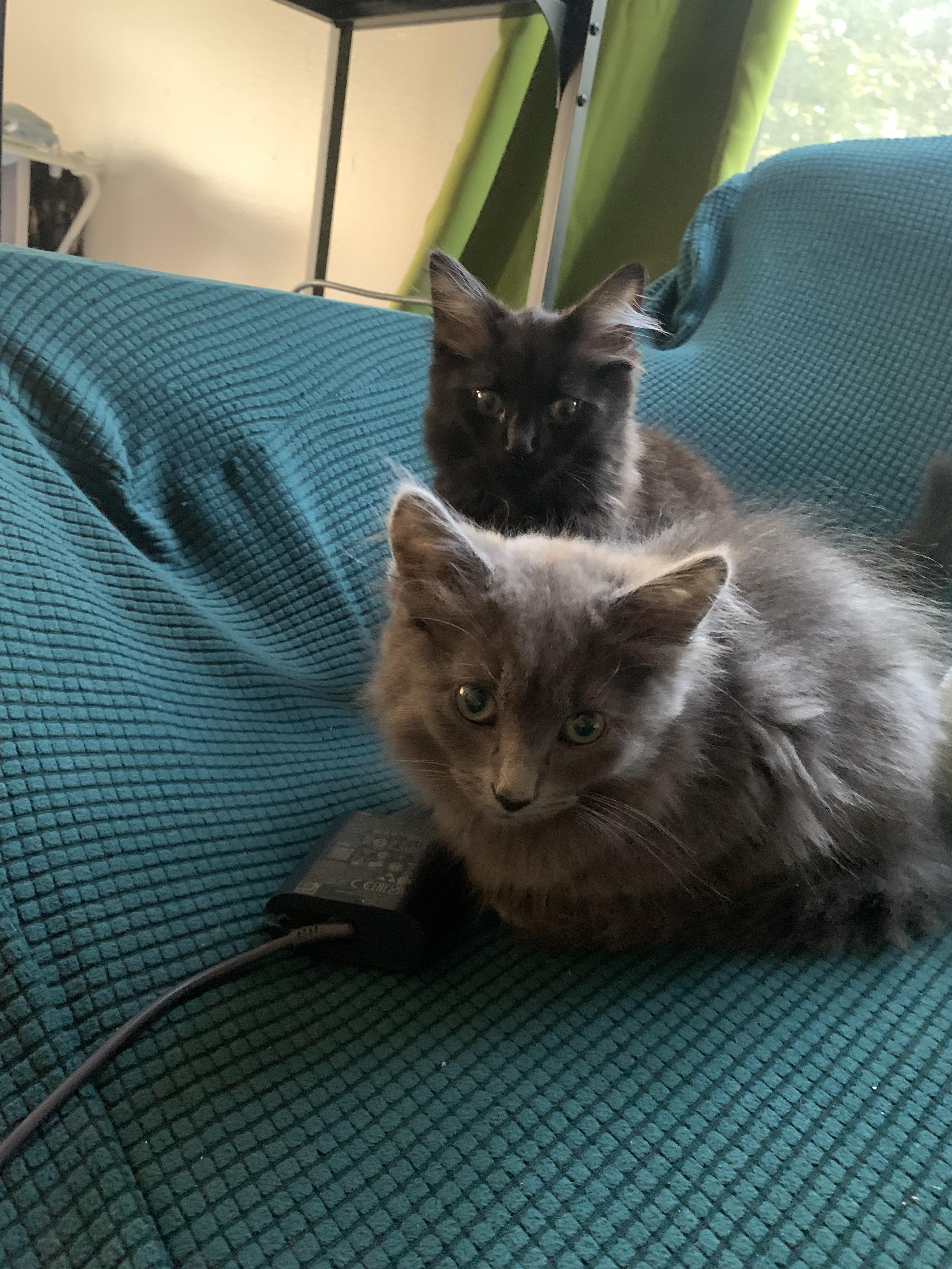 Cobweb & Cinderblock, Young Male Domestic Long Hair