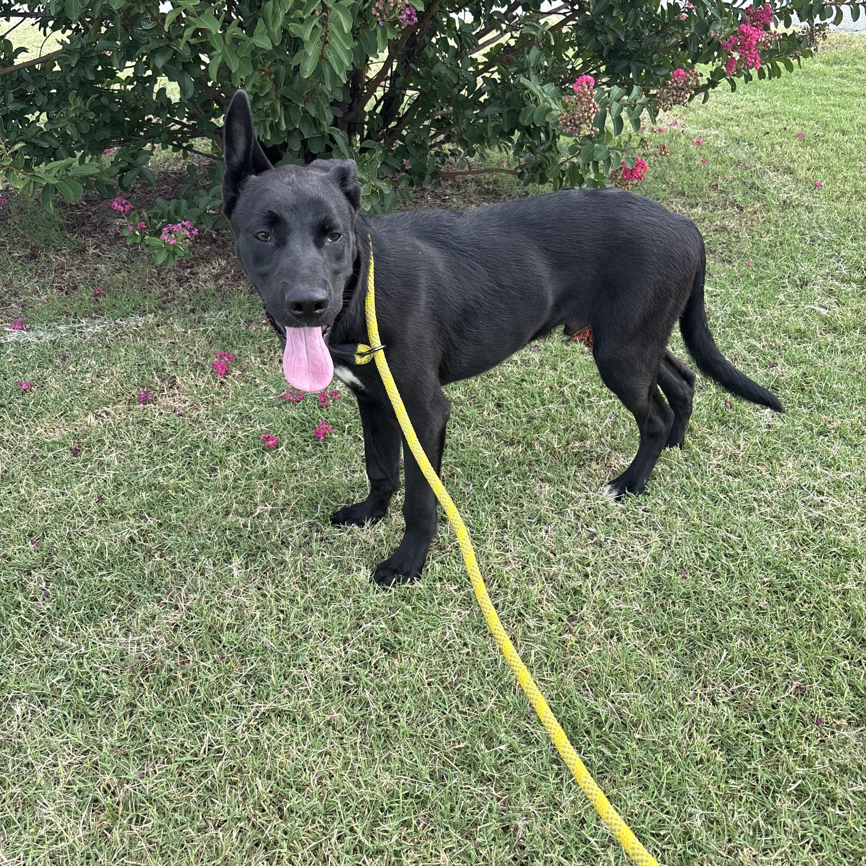 Enlarge Little Foot, a Adoptable mixed breed in Glenpool, OK image 5/5