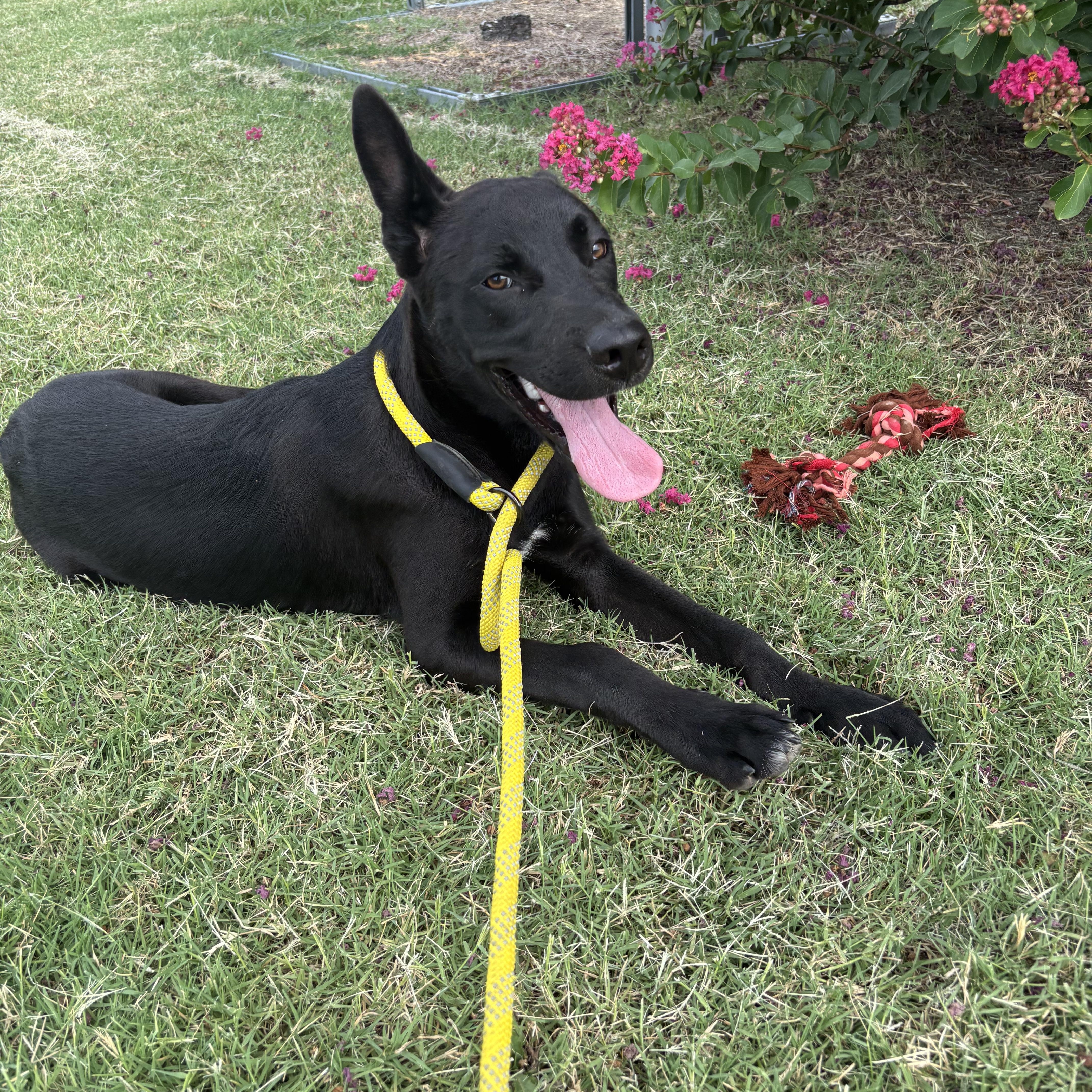 Enlarge Little Foot, a Adoptable mixed breed in Glenpool, OK image 1/5