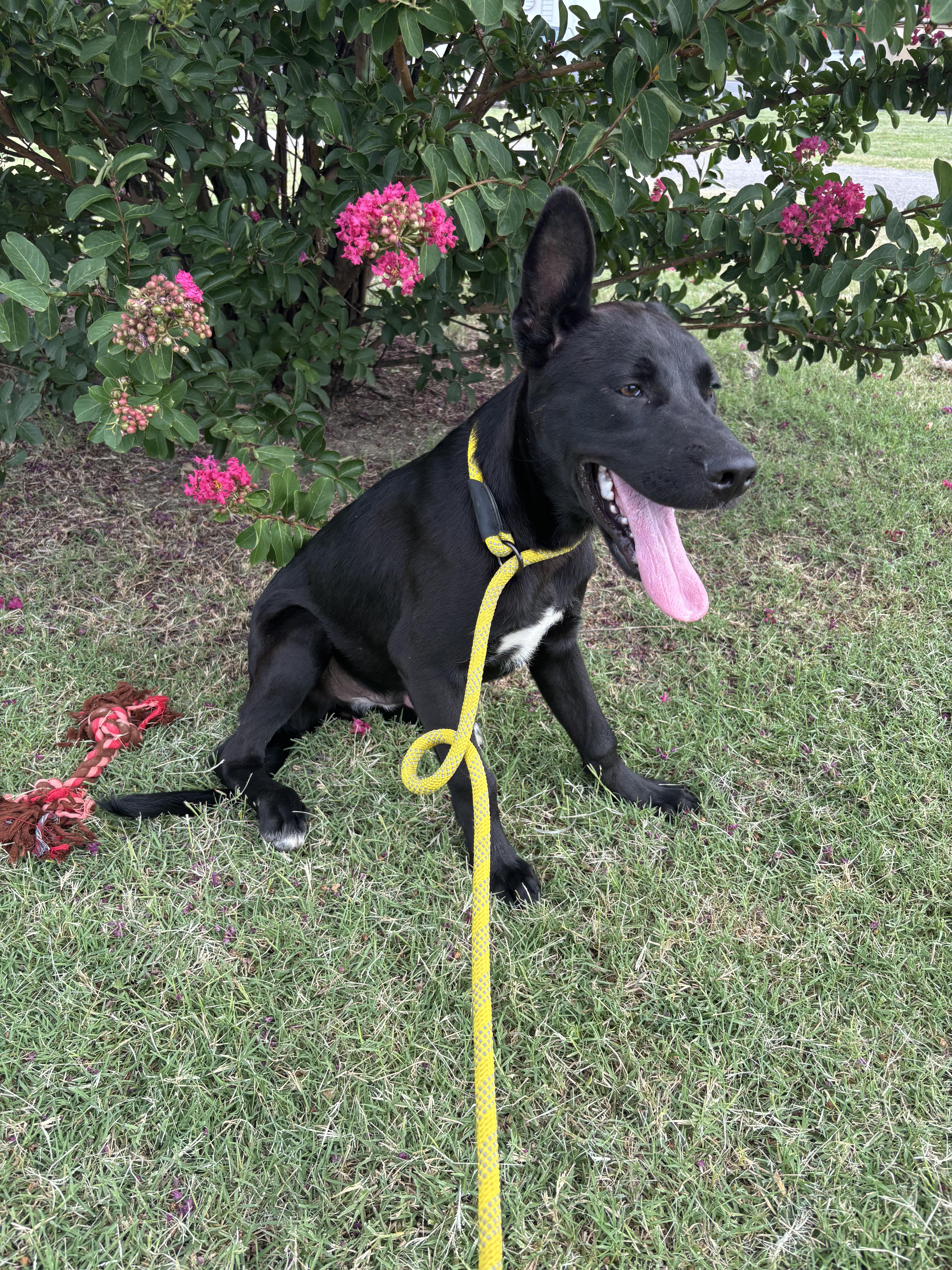 Enlarge Little Foot, a Adoptable mixed breed in Glenpool, OK image 4/5