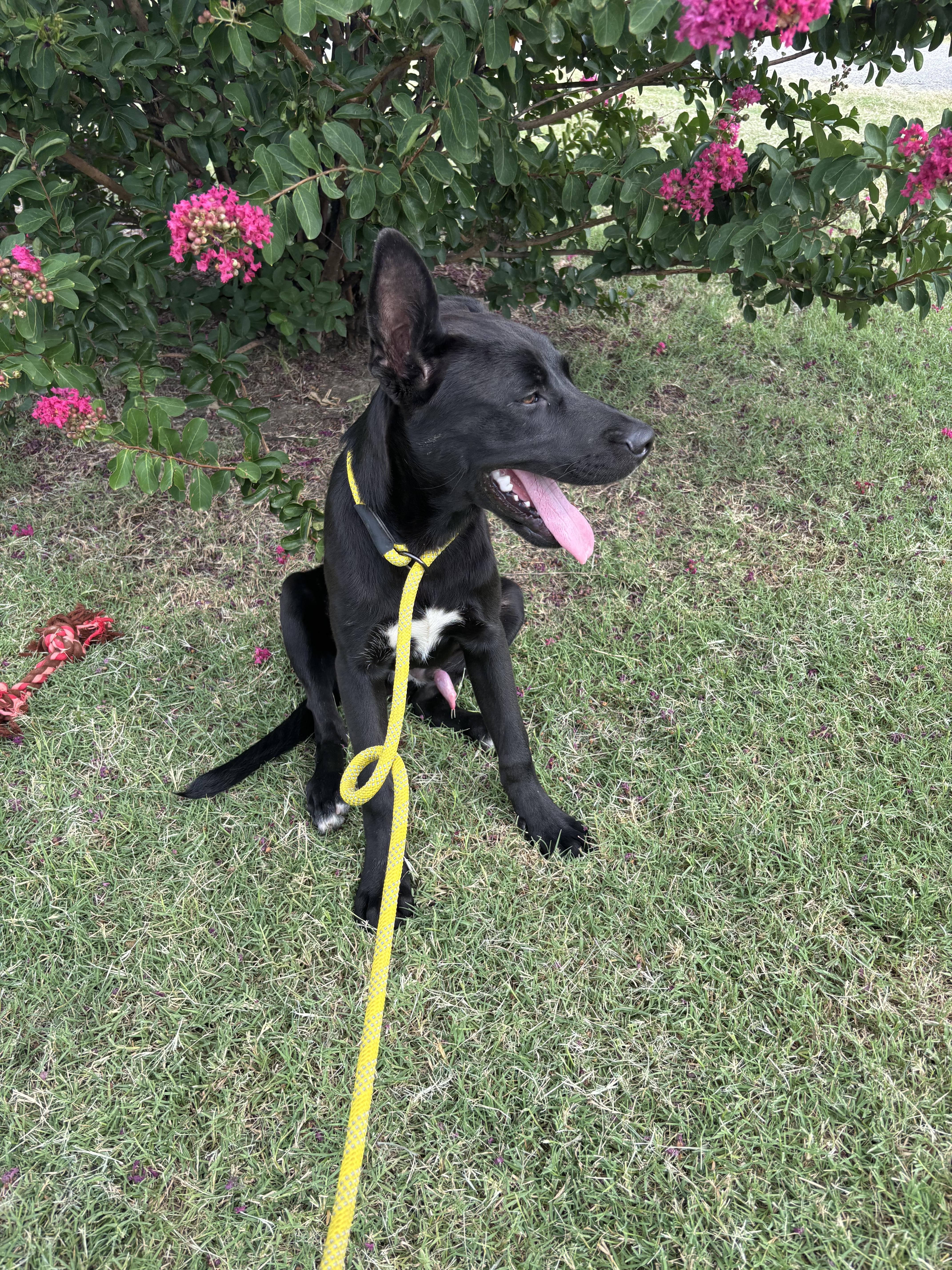 Enlarge Little Foot, a Adoptable mixed breed in Glenpool, OK image 3/5