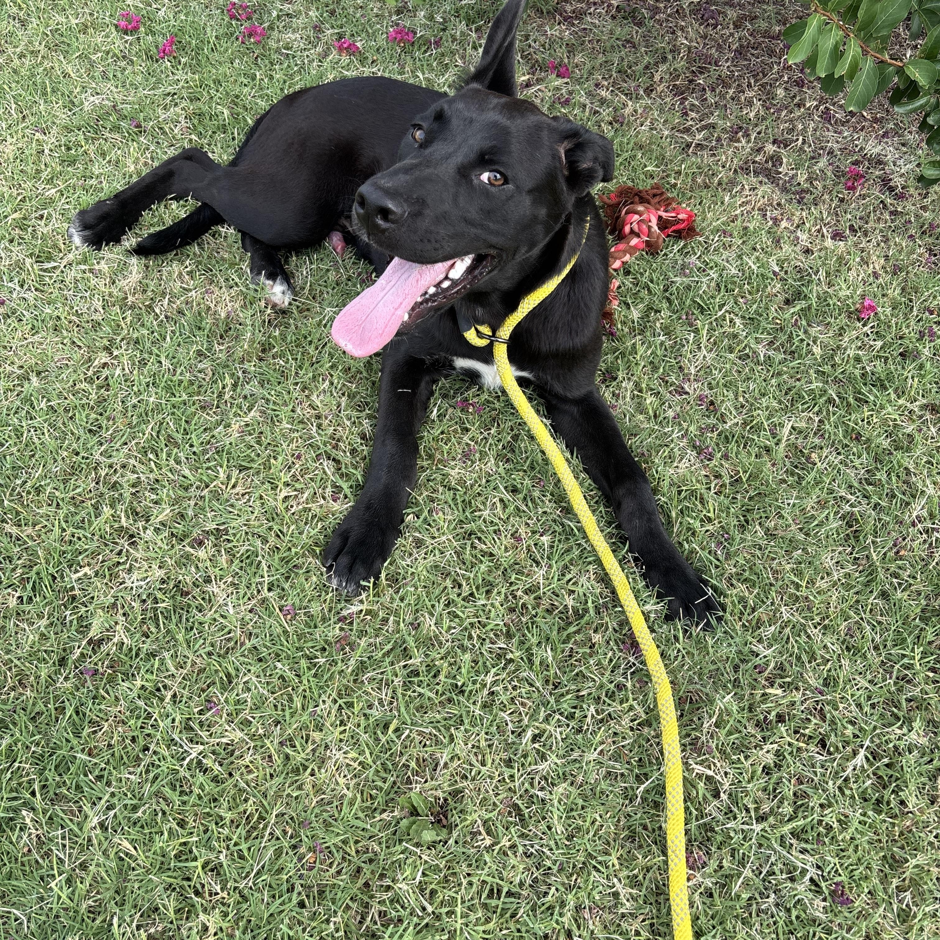 Enlarge Little Foot, a Adoptable mixed breed in Glenpool, OK image 2/5