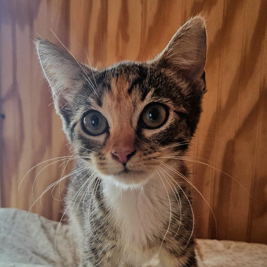 Ezmay, Adoptable, Young Female Domestic Short Hair.