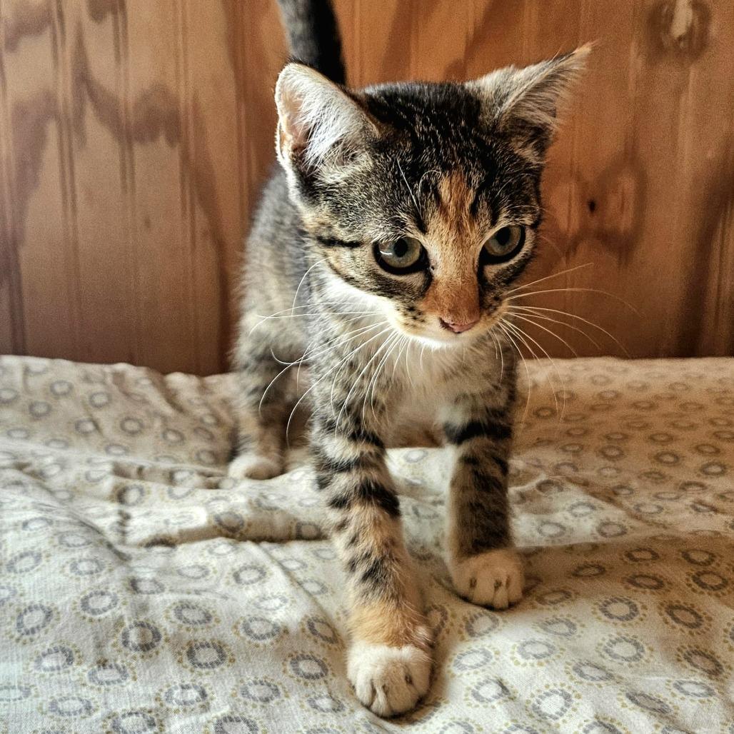 Enlarge Ezmay, a Adoptable Domestic Short Hair in Delta, AL image 2/3
