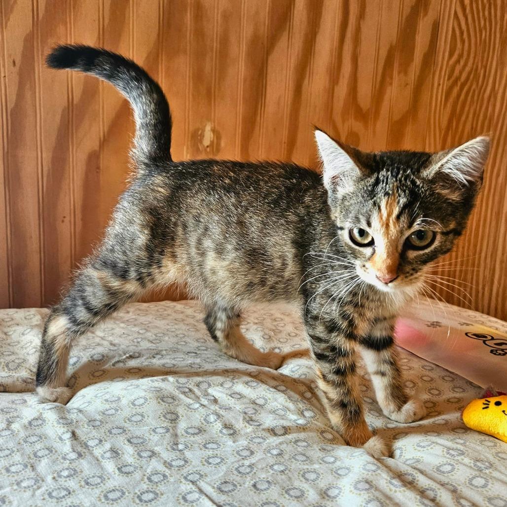 Enlarge Ezmay, a Adoptable Domestic Short Hair in Delta, AL image 3/3